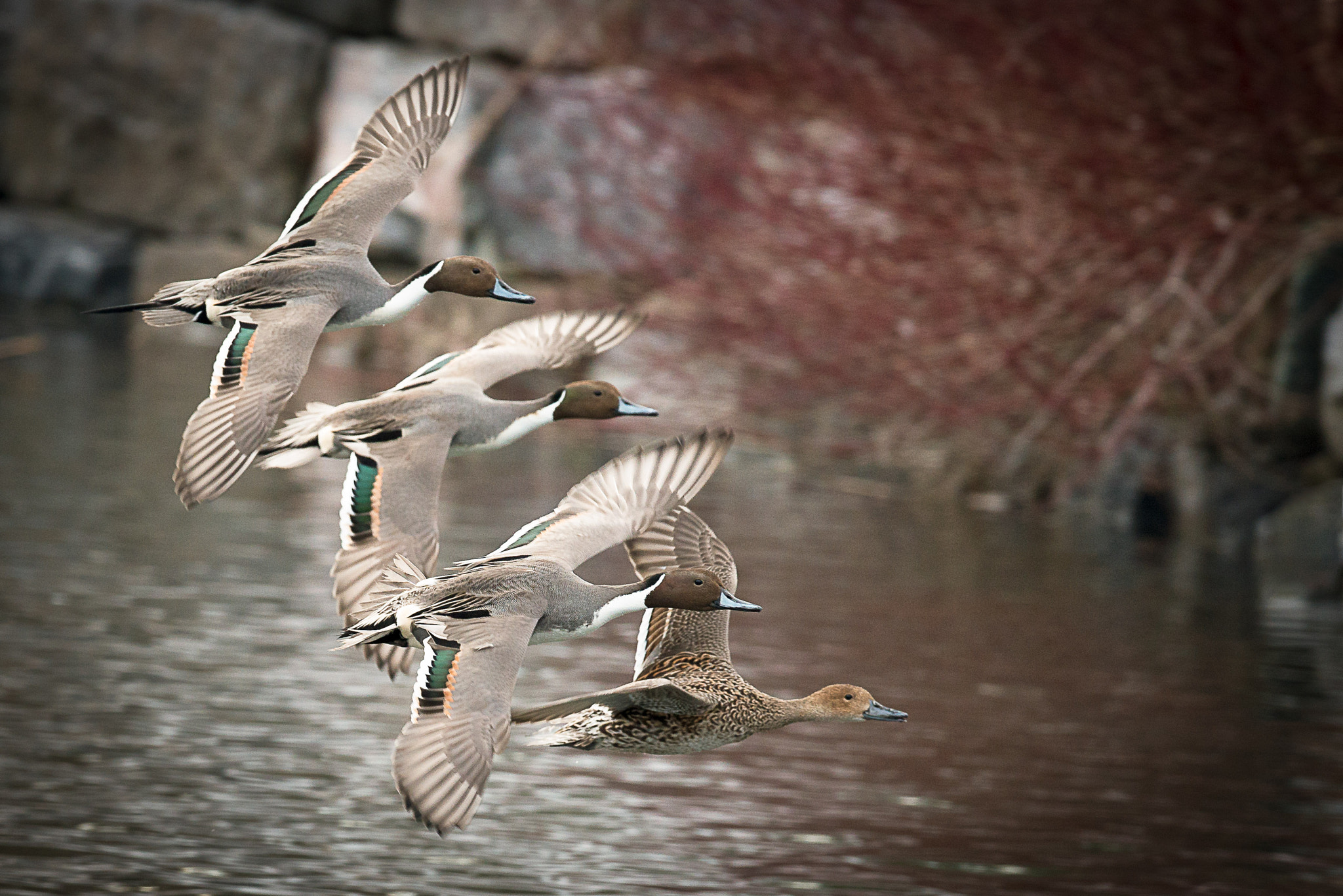 Nikon D800 sample photo. Northern pintails photography