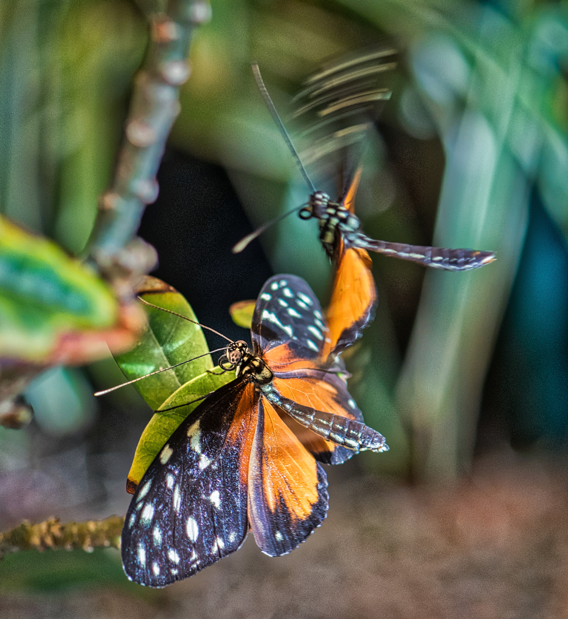 Nikon D500 sample photo. Butterflies mating 3 photography