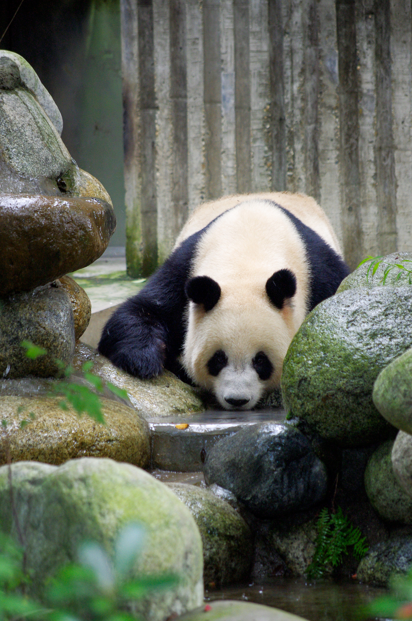 smc Pentax-DA L 50-200mm F4-5.6 ED WR sample photo. Panda photography