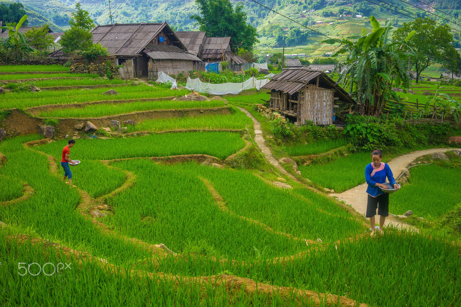 Sony a7 II + Sony Sonnar T* FE 35mm F2.8 ZA sample photo. Sowing the paddy fields photography