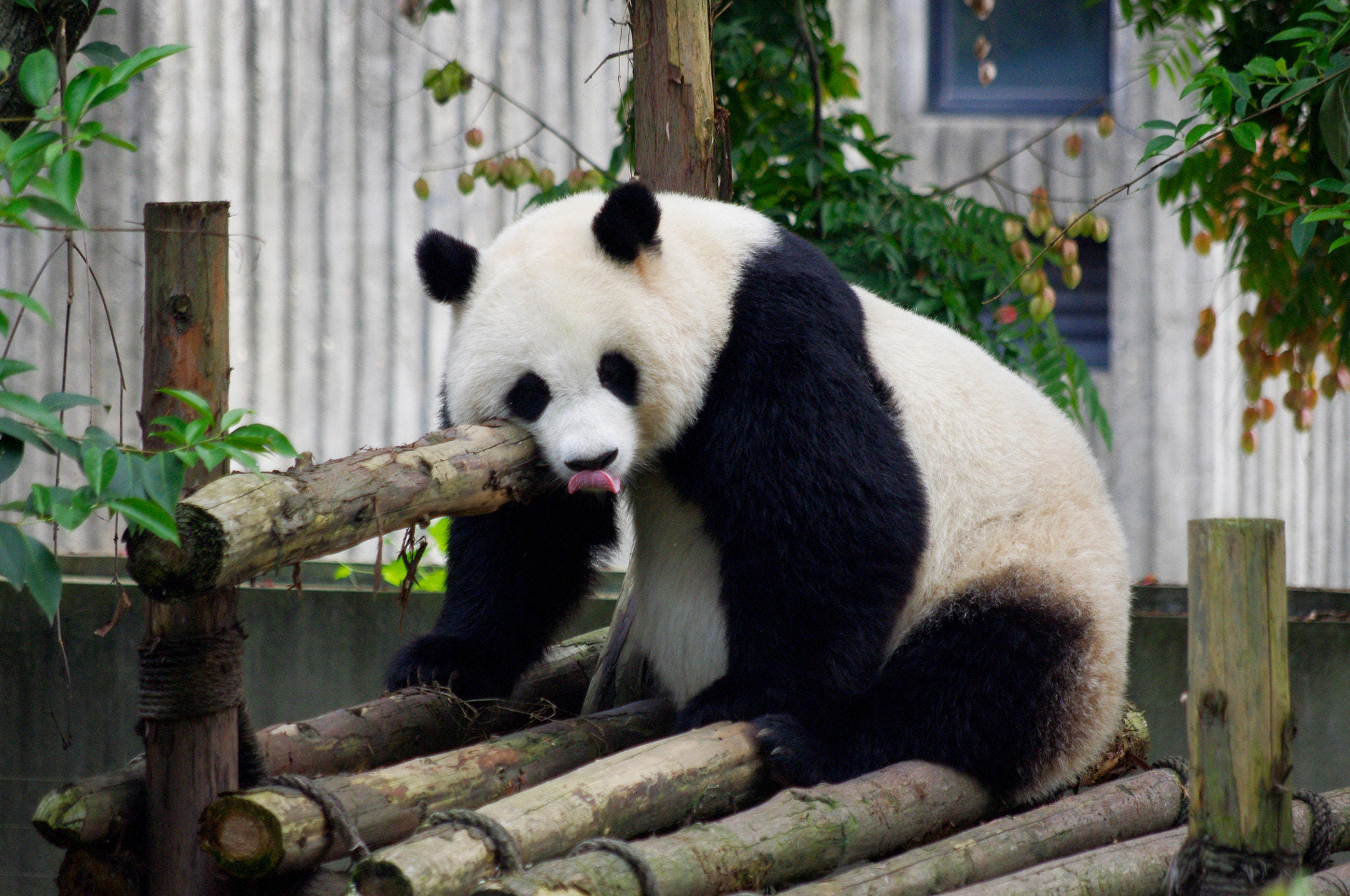 Pentax K-x + smc Pentax-DA L 50-200mm F4-5.6 ED WR sample photo. Panda photography