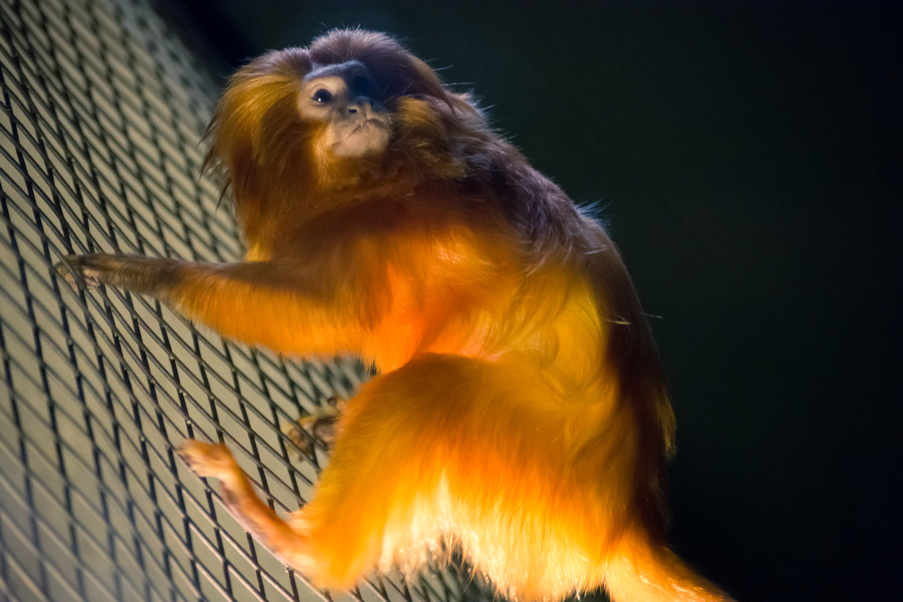 Nikon D7200 sample photo. Golden lion tamarin photography