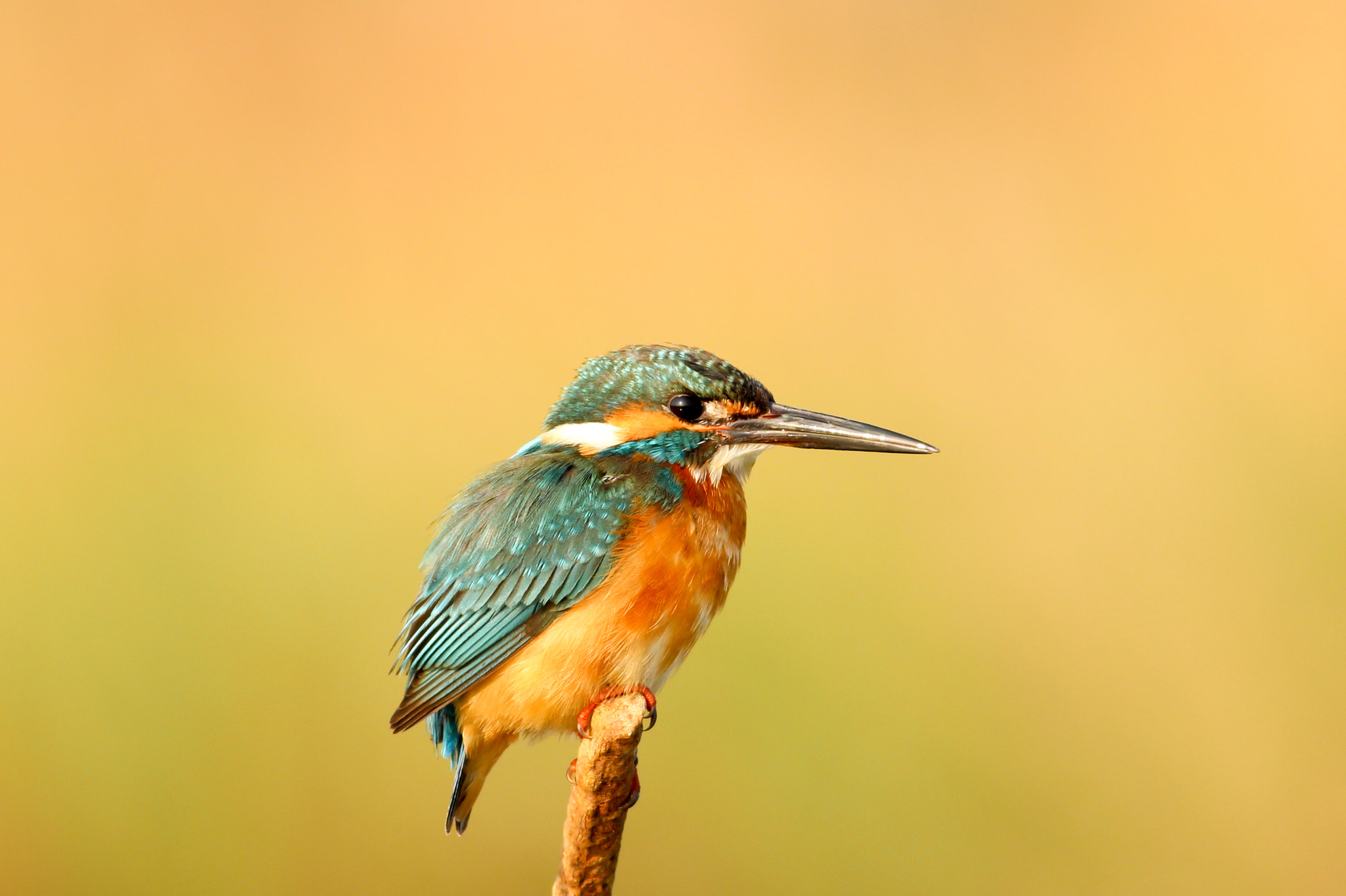 Canon EOS 600D (Rebel EOS T3i / EOS Kiss X5) sample photo. My beloved kingfisher photography