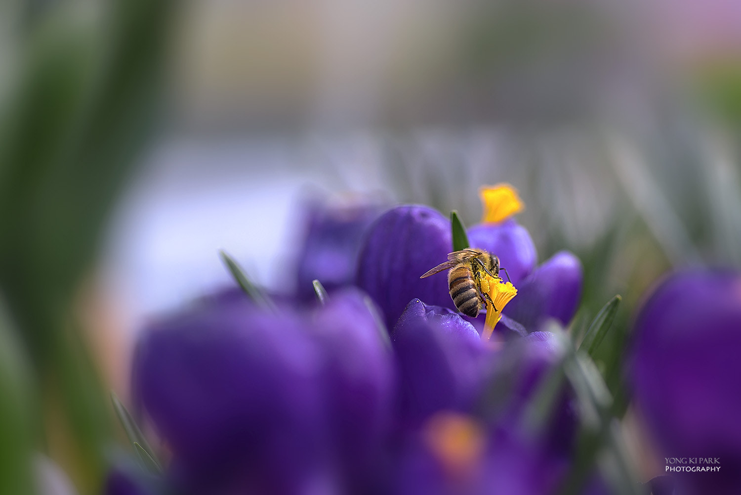 Pentax smc D-FA 100mm F2.8 Macro WR sample photo. Into the spring-1 photography