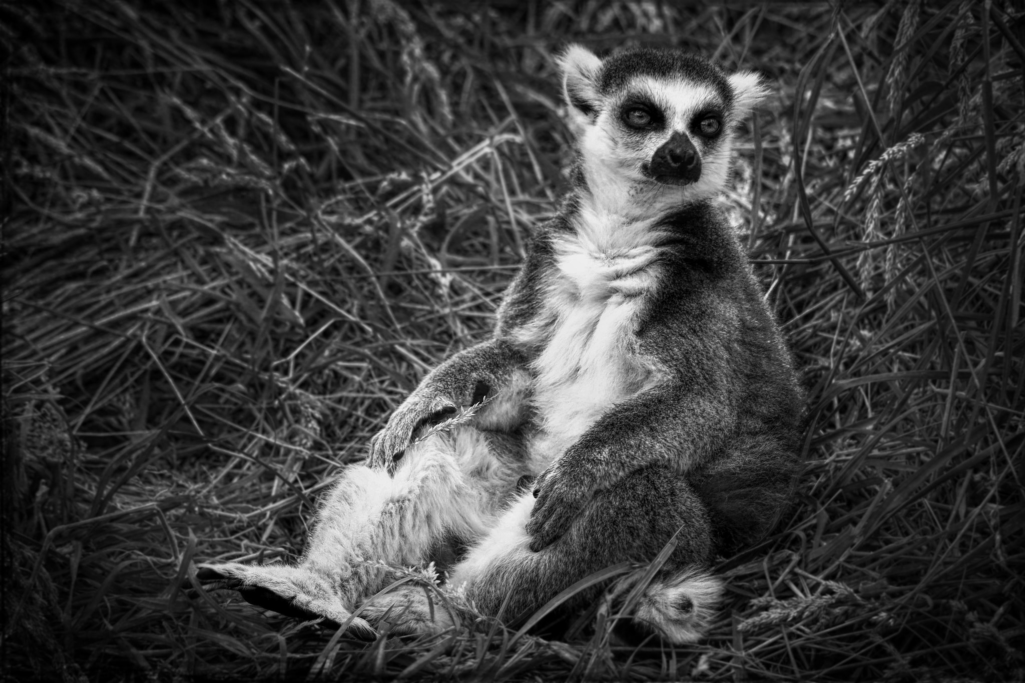 Canon EF-S 55-250mm F4-5.6 IS STM sample photo. Lemur photography