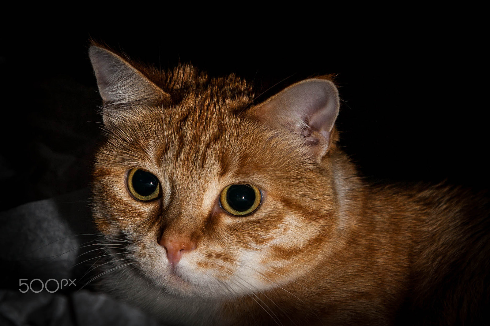 Canon EOS 5D + Canon EF 24-105mm F4L IS USM sample photo. The eyes photography