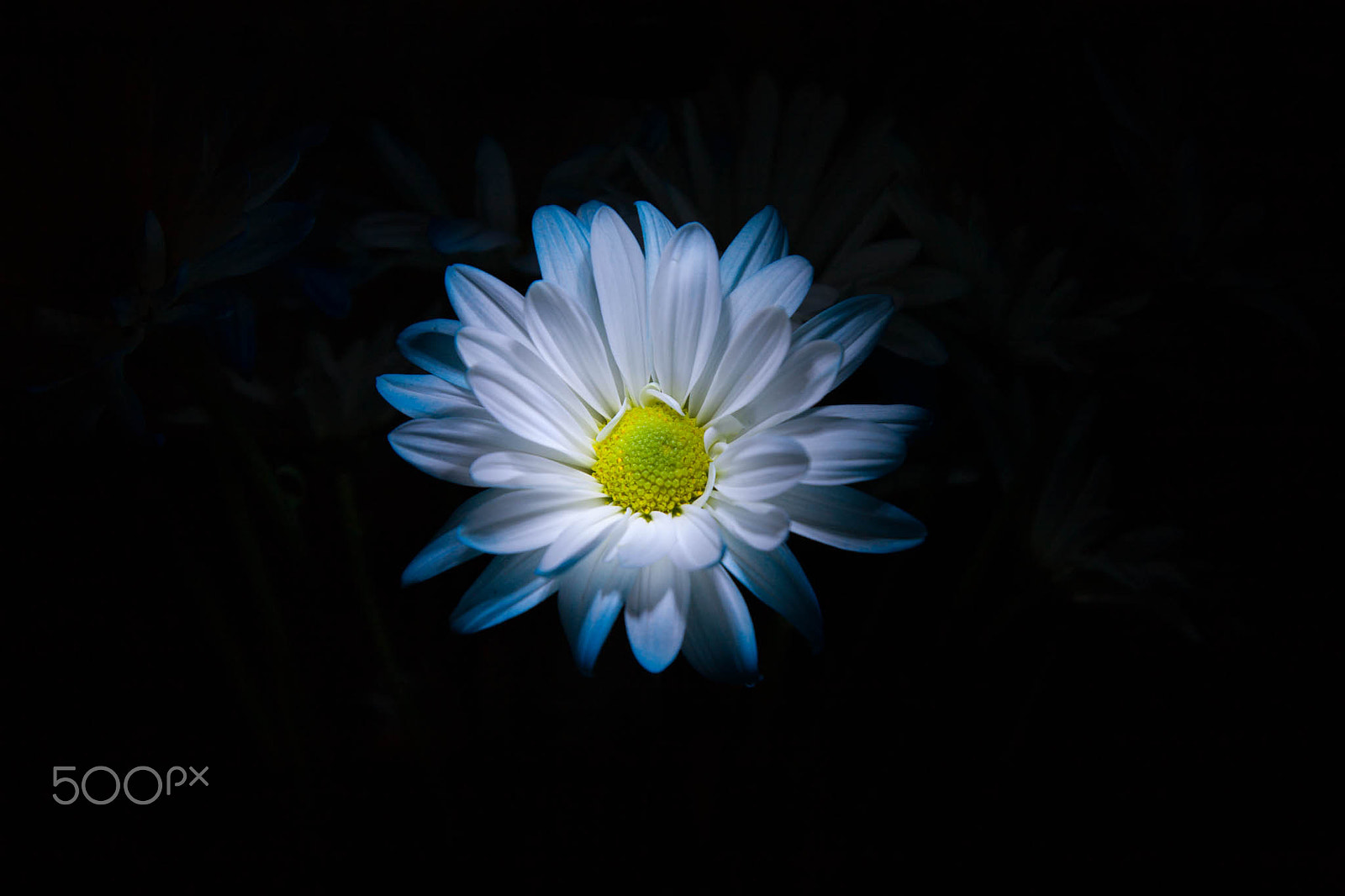 Canon EOS 5D + Canon EF 24-105mm F4L IS USM sample photo. The spotlight photography