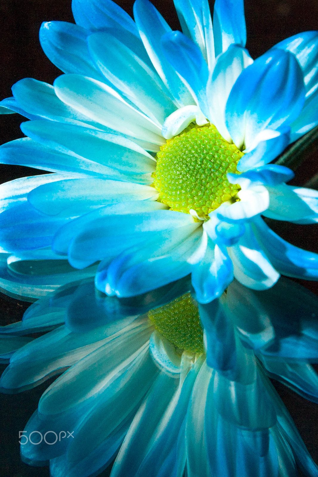 Canon EOS 5D sample photo. The blue flower photography