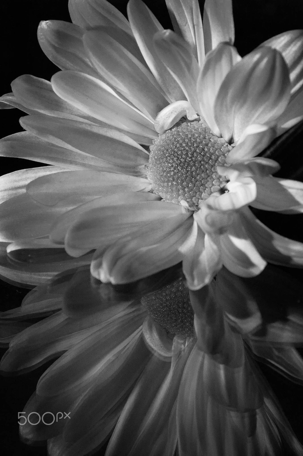 Canon EOS 5D + Canon EF 24-105mm F4L IS USM sample photo. The blue flower photography