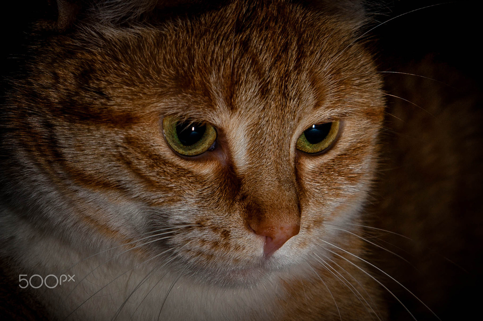 Canon EOS 5D + Canon EF 24-105mm F4L IS USM sample photo. My girl photography