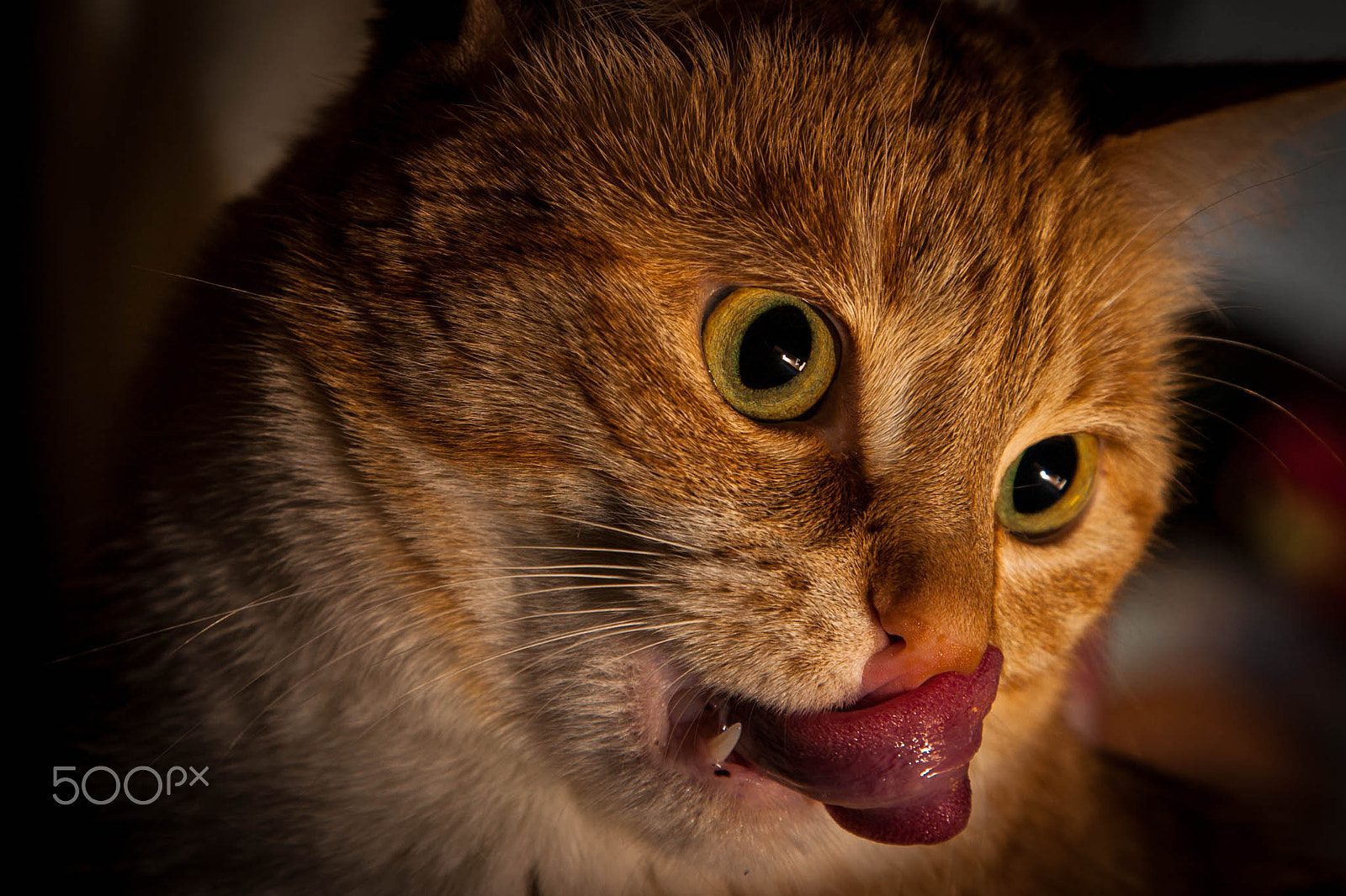 Canon EOS 5D + Canon EF 24-105mm F4L IS USM sample photo. Silly photography