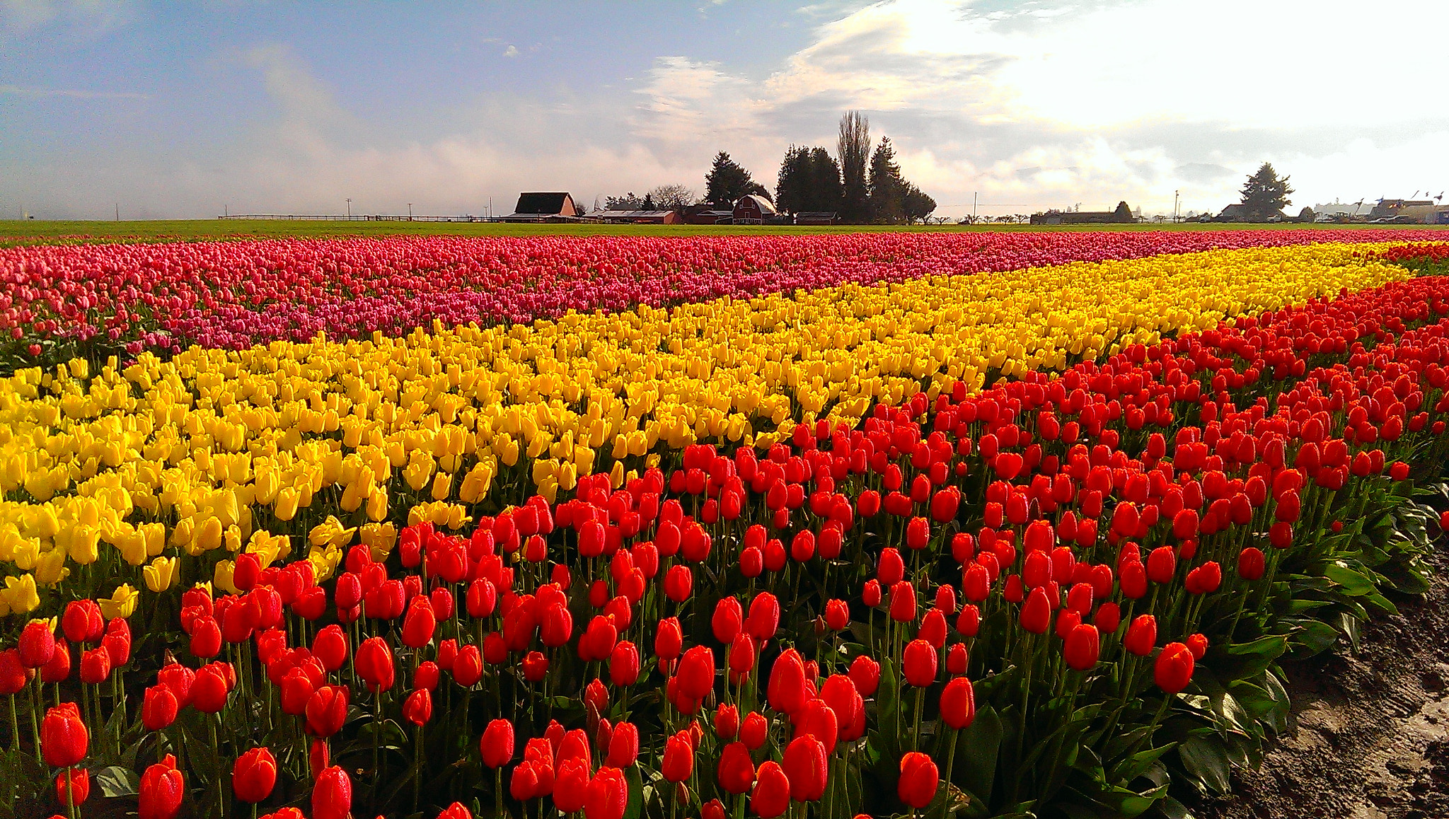HTC ONE GOOGLE PLAY EDITION sample photo. Skagit valley tulip festival photography