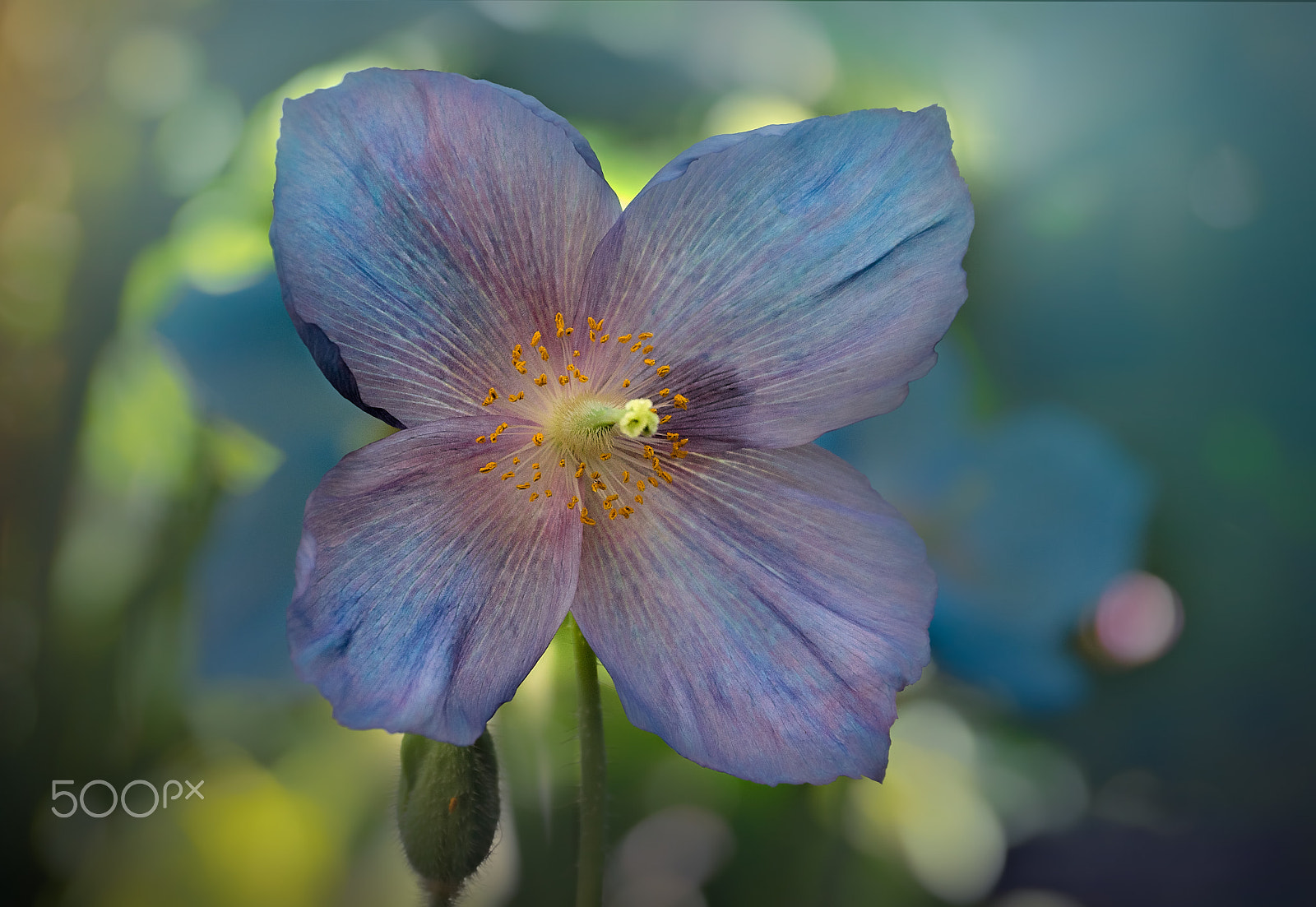 Sony DT 18-135mm F3.5-5.6 SAM sample photo. Poppy time is here photography
