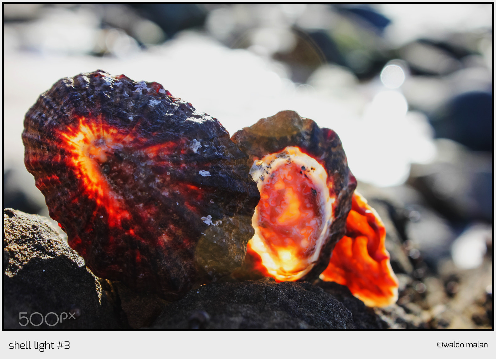 Canon EOS 550D (EOS Rebel T2i / EOS Kiss X4) sample photo. Shell light#3 photography