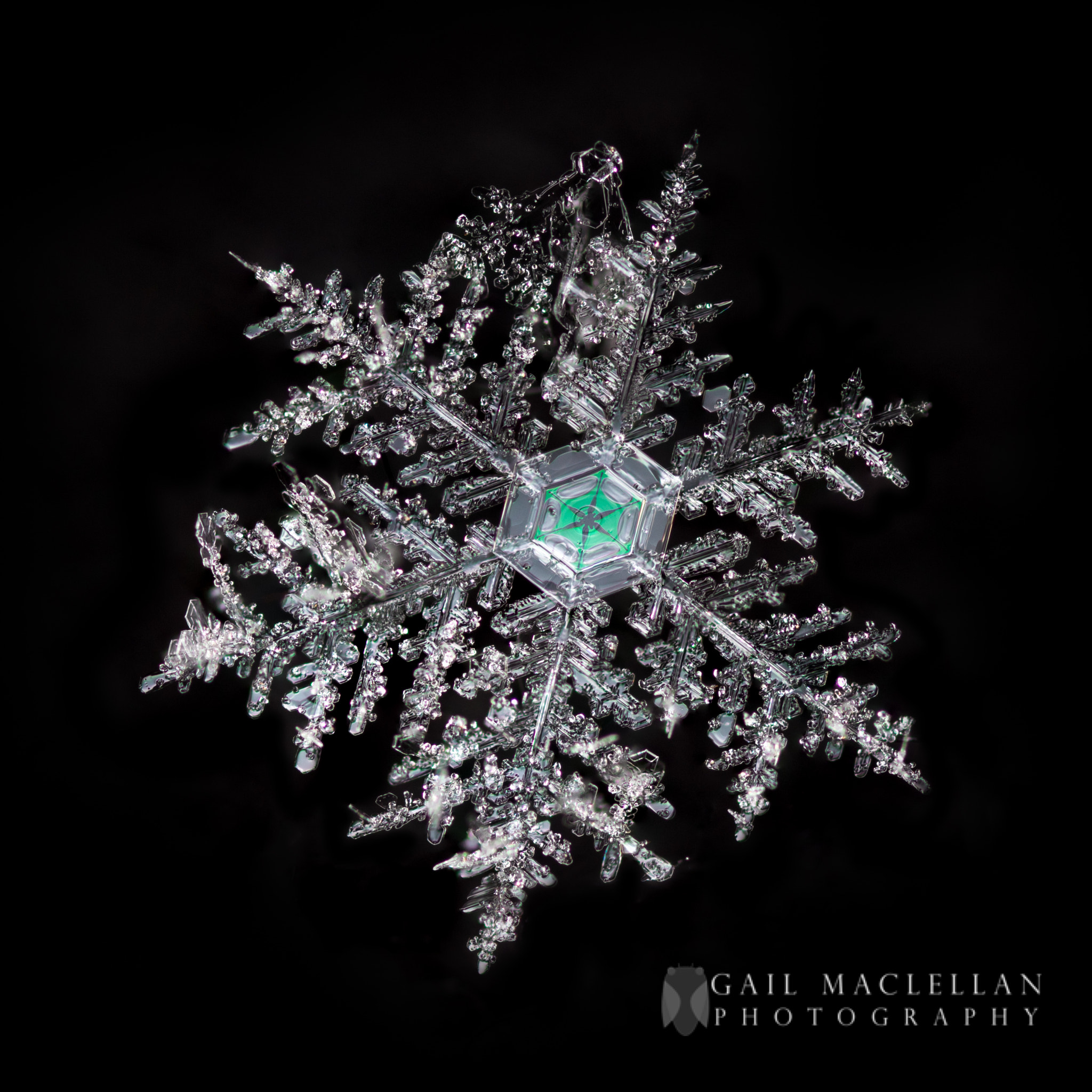 Canon MP-E 65mm F2.5 1-5x Macro Photo sample photo. Emerald star photography