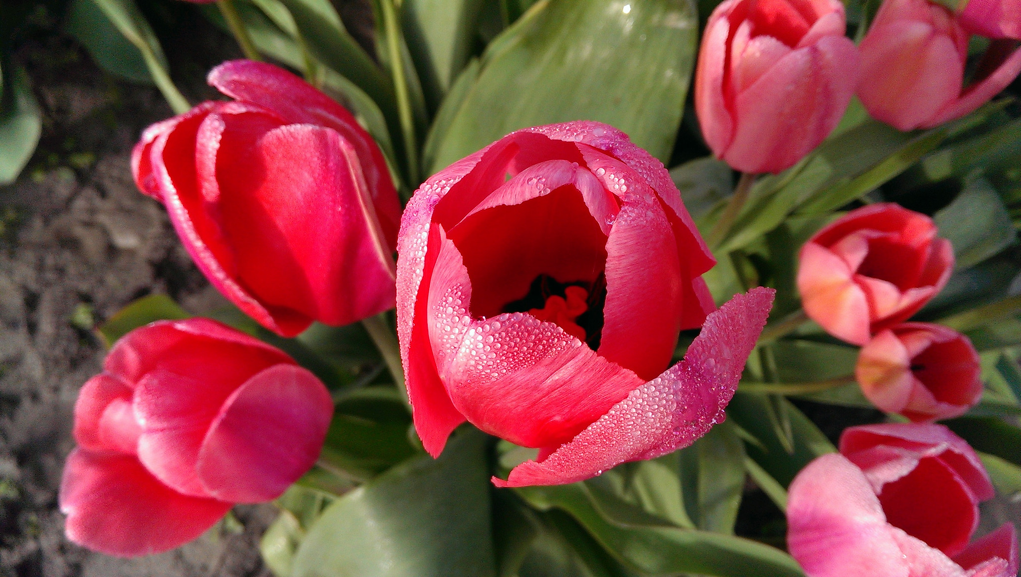 HTC ONE GOOGLE PLAY EDITION sample photo. Morning dew on tulips photography