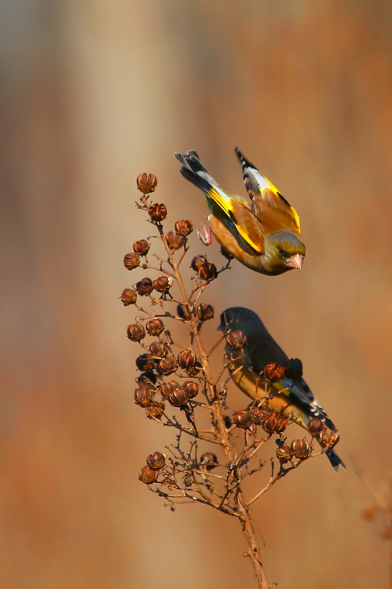 Canon EF 100-400mm F4.5-5.6L IS USM sample photo. 金翅 photography