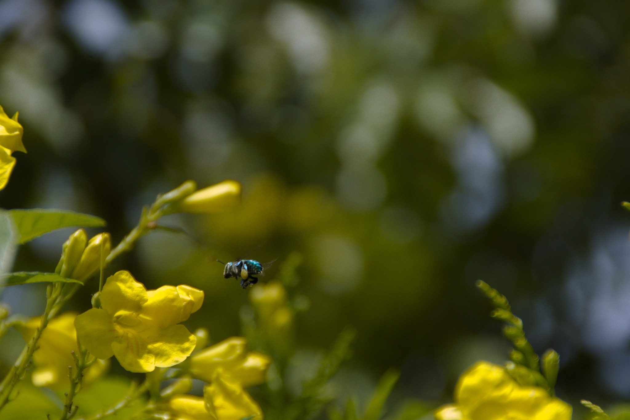 Sony SLT-A77 + Sony DT 18-200mm F3.5-6.3 sample photo. Osmia ribifloris photography