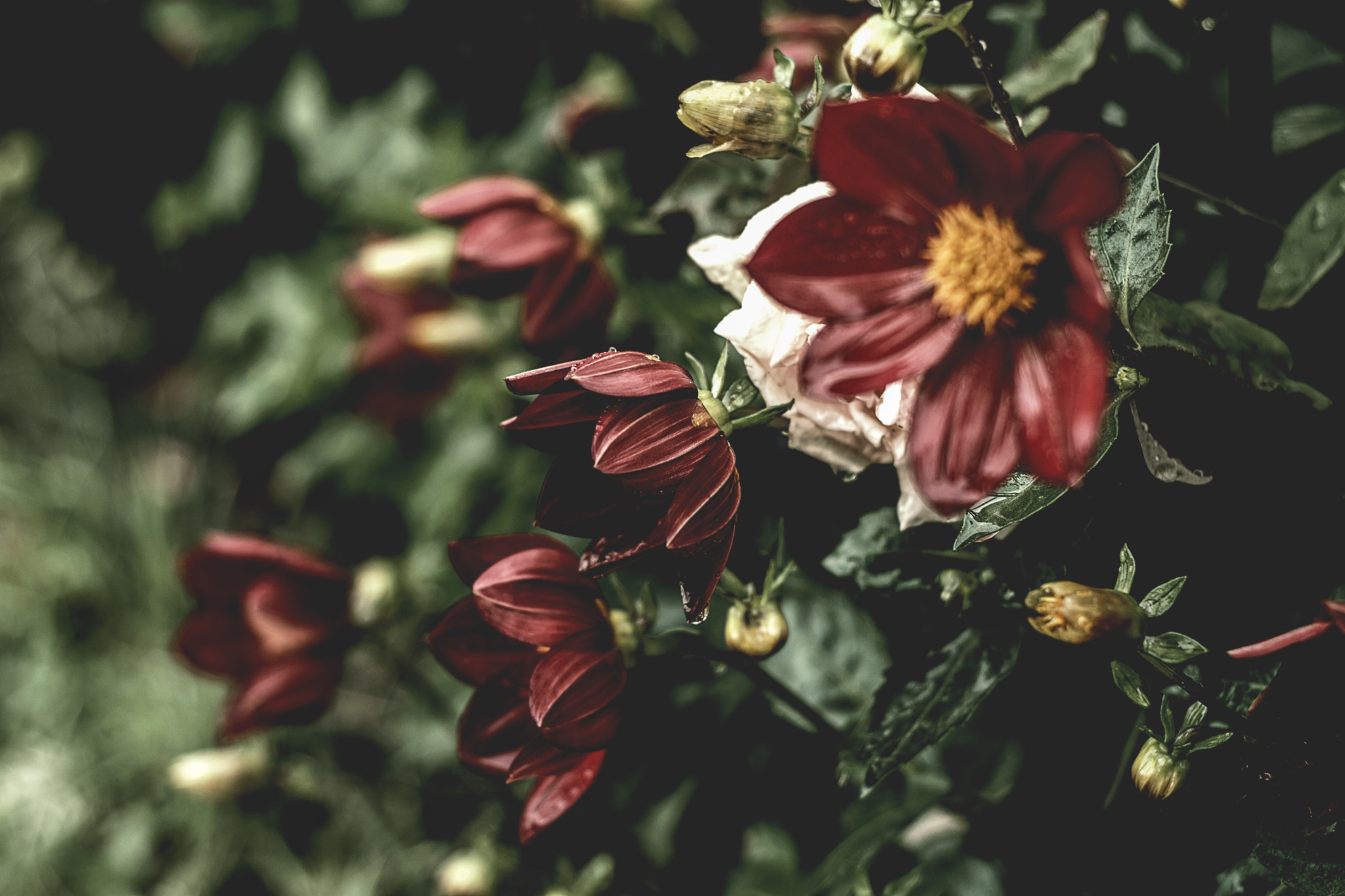 Nikon D5200 + Nikon AF Nikkor 50mm F1.8D sample photo. Dalia mignon simple photography
