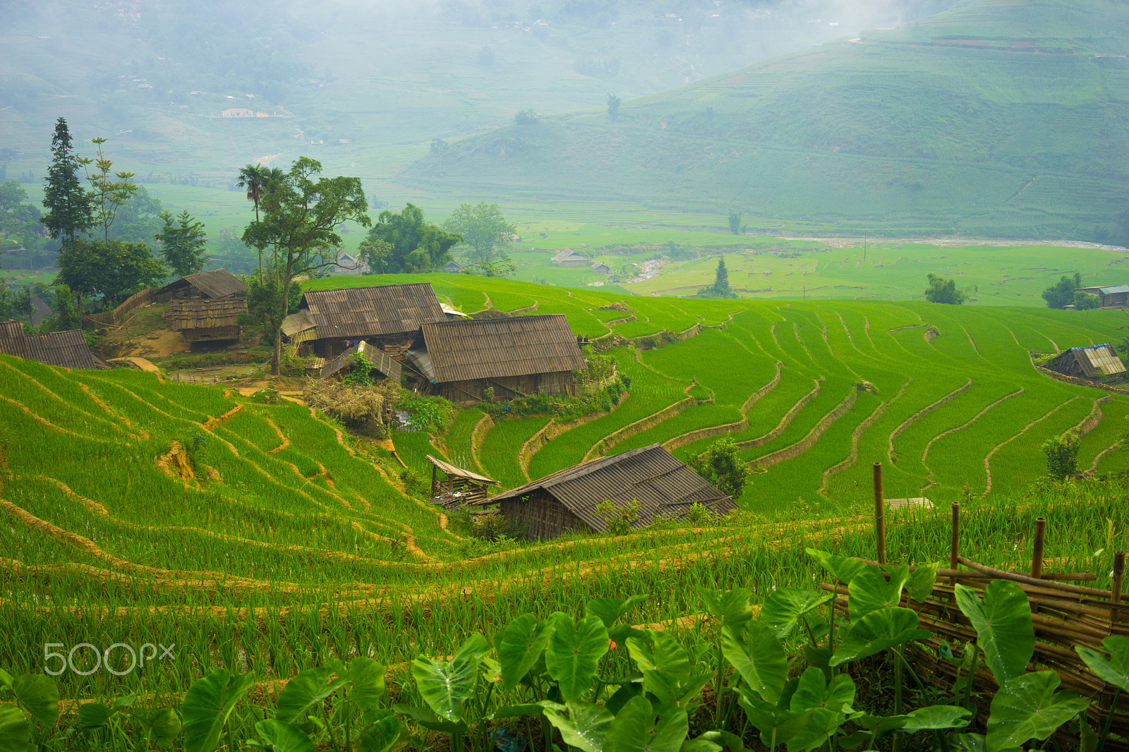 Sony a7 II sample photo. Paddy fields photography