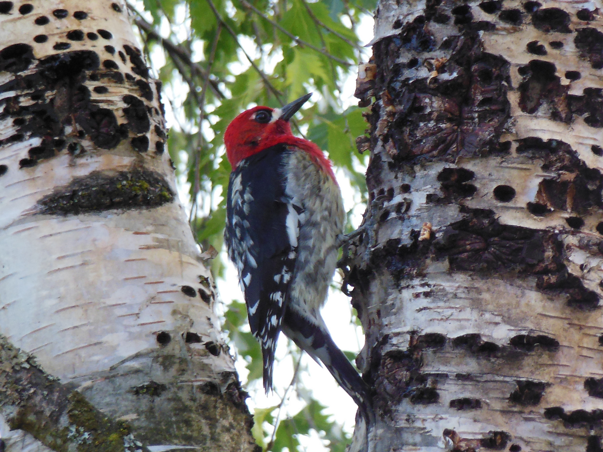 Nikon Coolpix S6300 sample photo. Red-breasted sapsucker photography