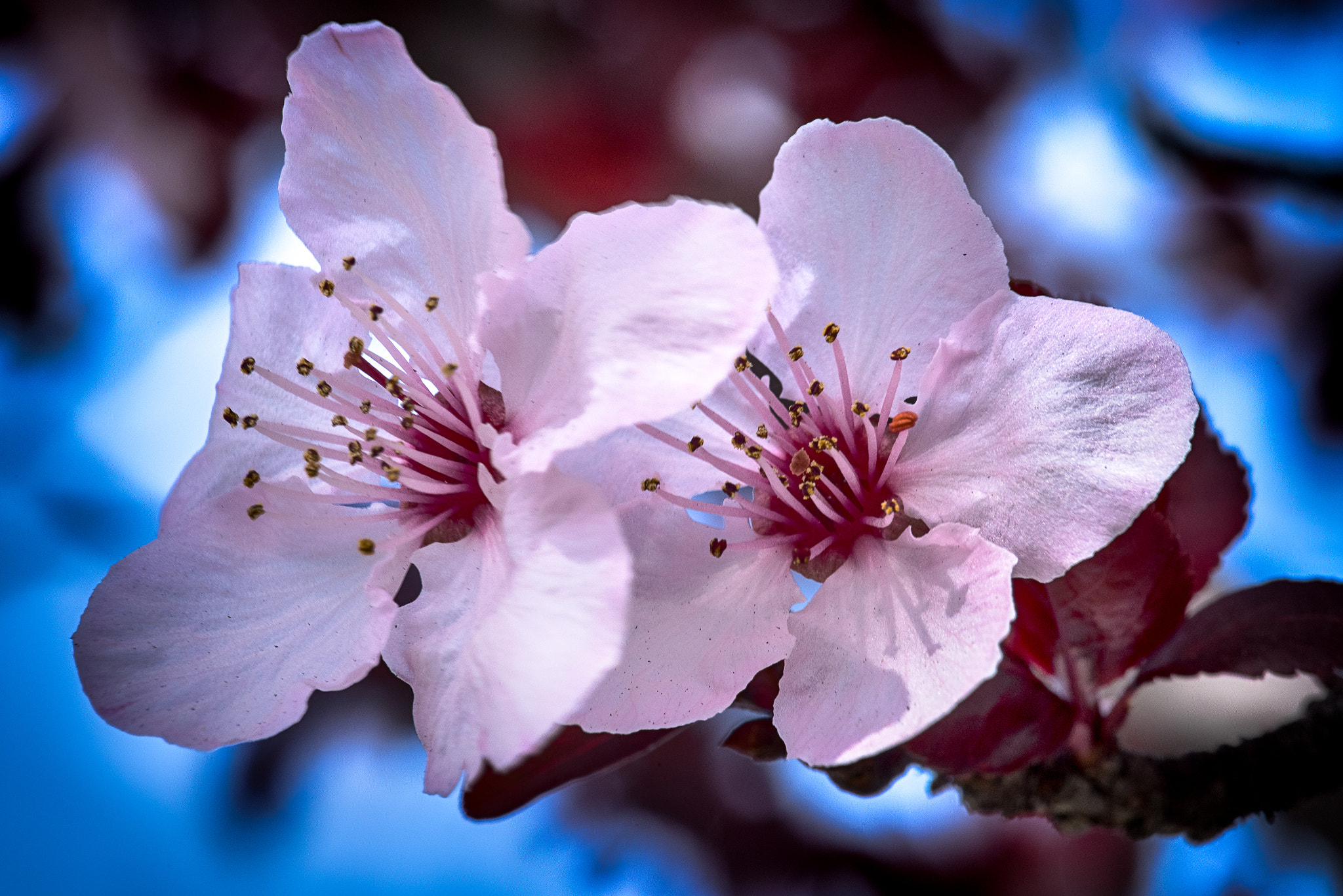 Pentax K-1 + Pentax smc D-FA 100mm F2.8 macro sample photo