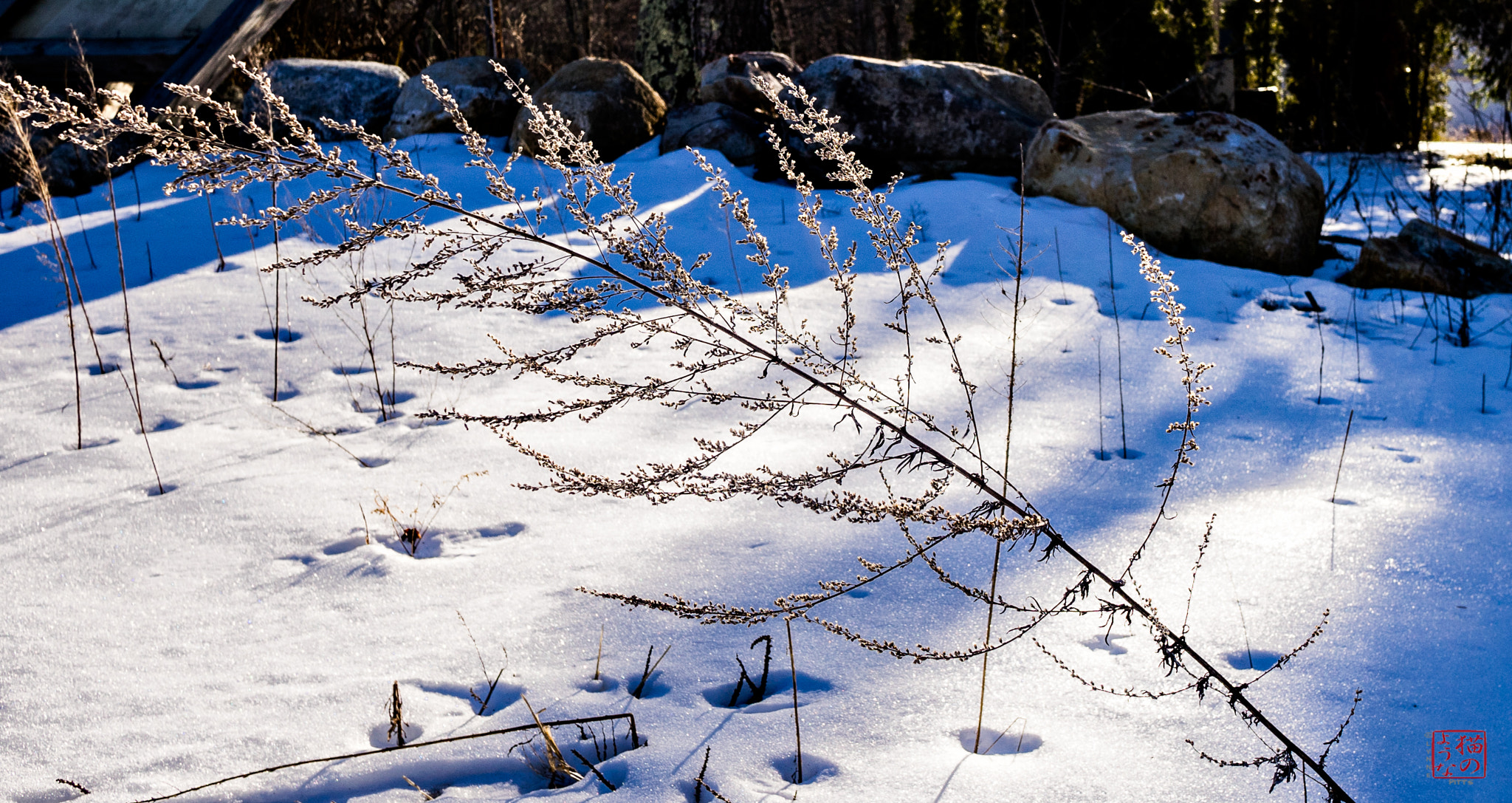 Sony a7 sample photo. Weed work photography