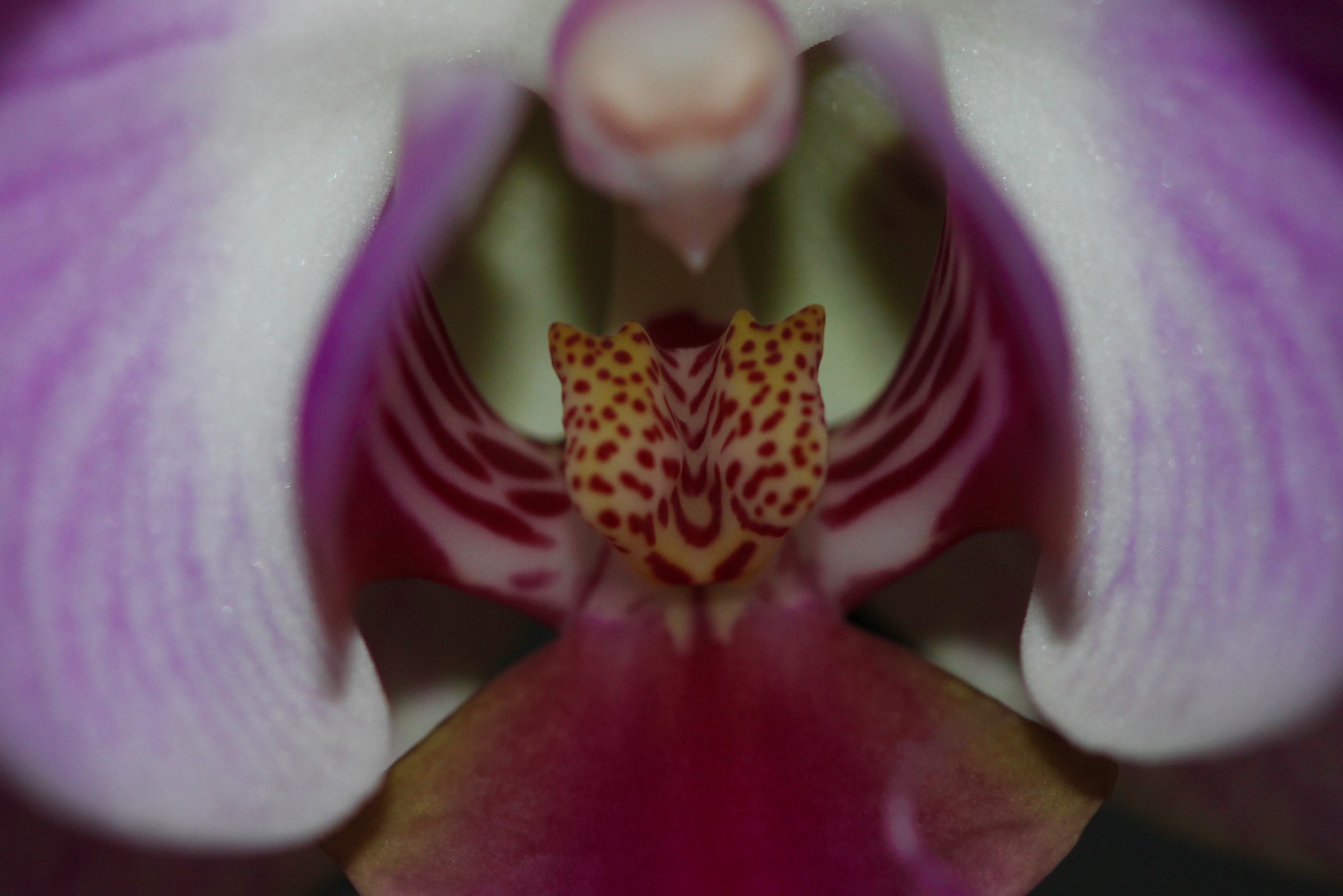 Canon EF 100mm F2.8 Macro USM sample photo. İnside of orchid photography