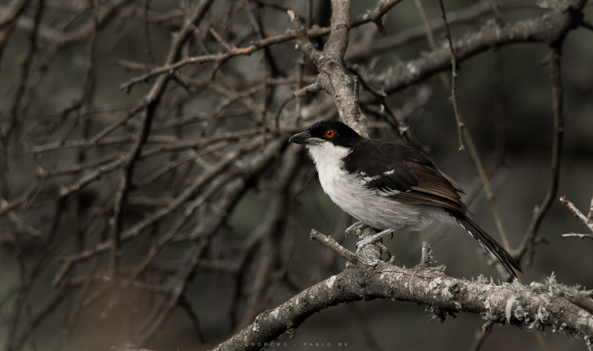 Nikon D3300 + Sigma 150-600mm F5-6.3 DG OS HSM | C sample photo. Chororó macho photography