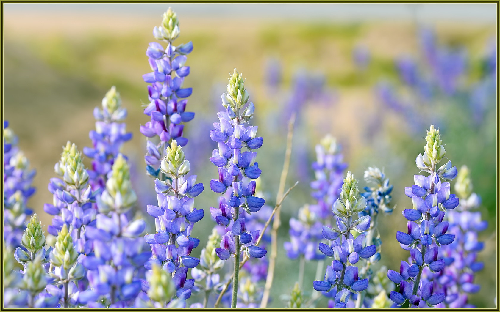 Sigma 105mm F2.8 EX DG OS HSM sample photo. Lupine in southern california photography