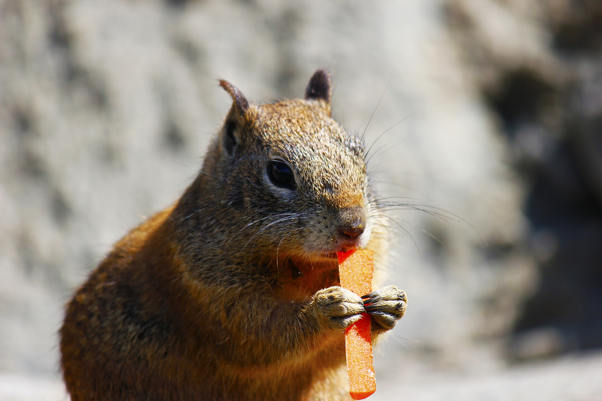 Canon EF-S 55-250mm F4-5.6 IS sample photo. Squirrel at the beach eating a carrot photography