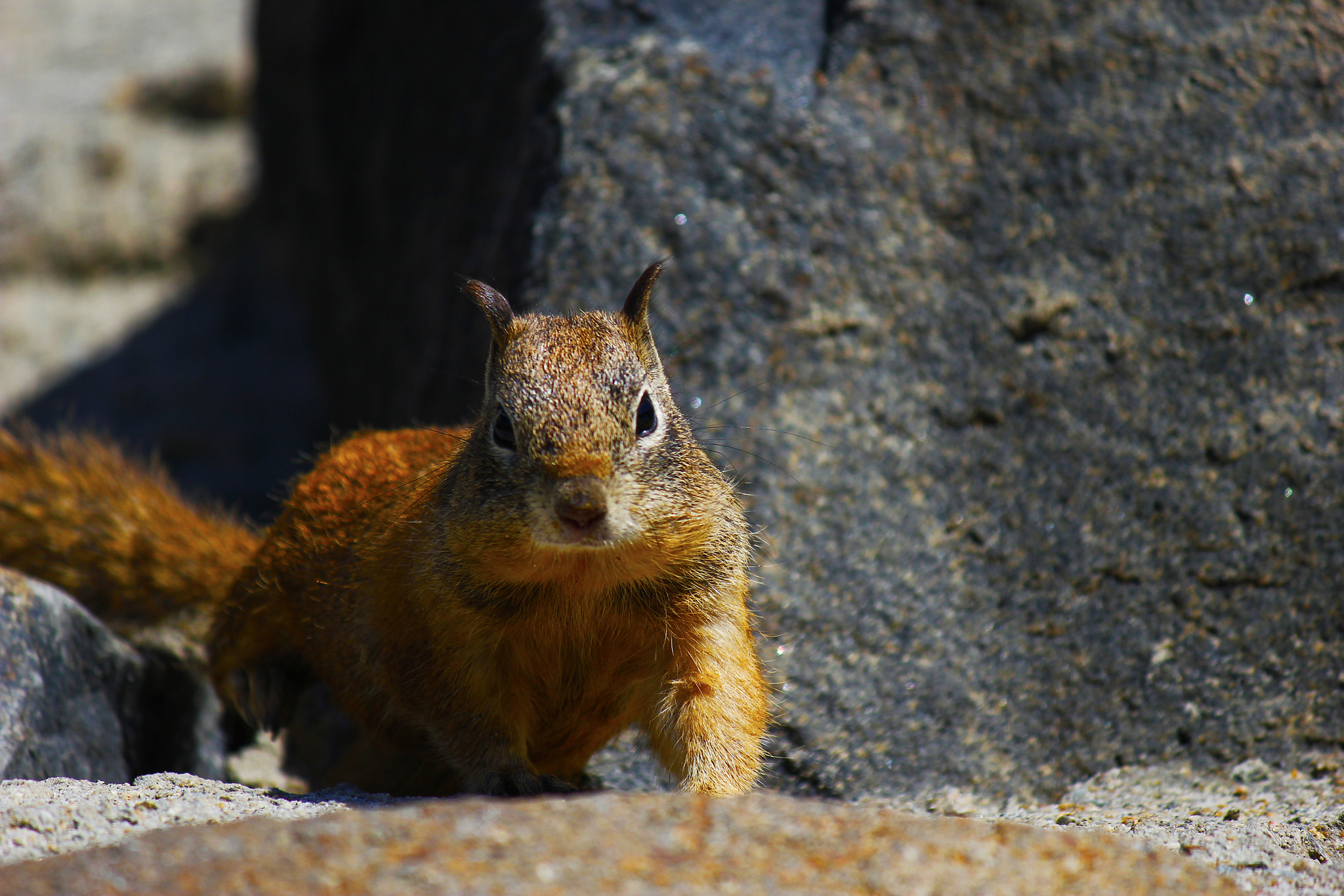 Canon EF-S 55-250mm F4-5.6 IS sample photo. Squirrel at the beach on a rock photography