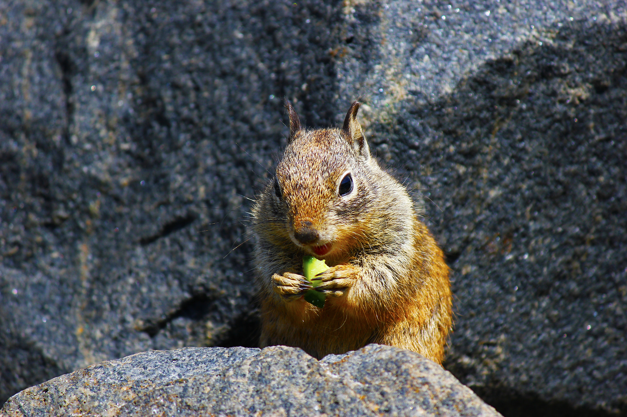 Canon EF-S 55-250mm F4-5.6 IS sample photo. Squirrel at the beach on a rock eating photography