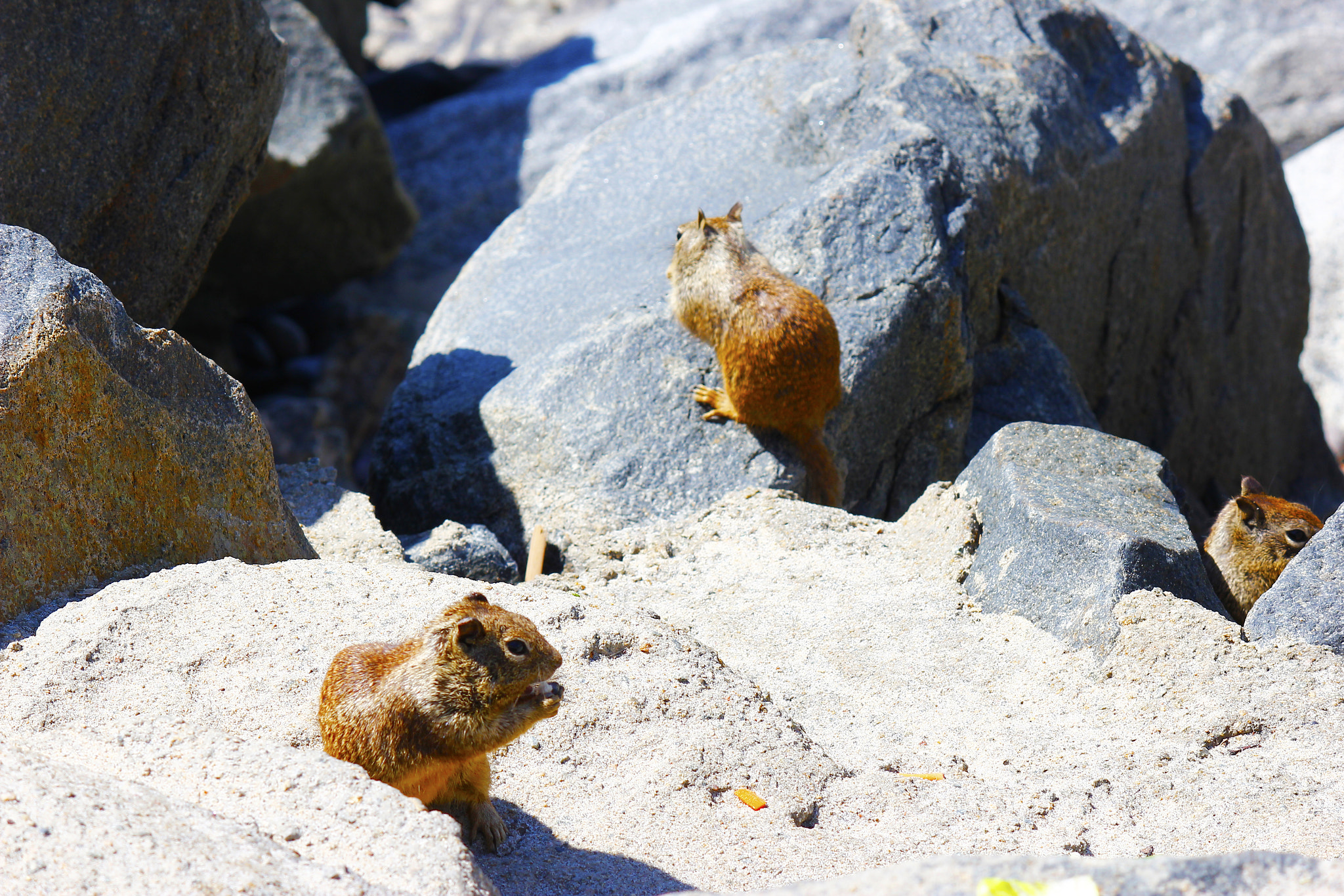 Canon EOS 550D (EOS Rebel T2i / EOS Kiss X4) sample photo. Squirrels at the beach on rocks eating photography