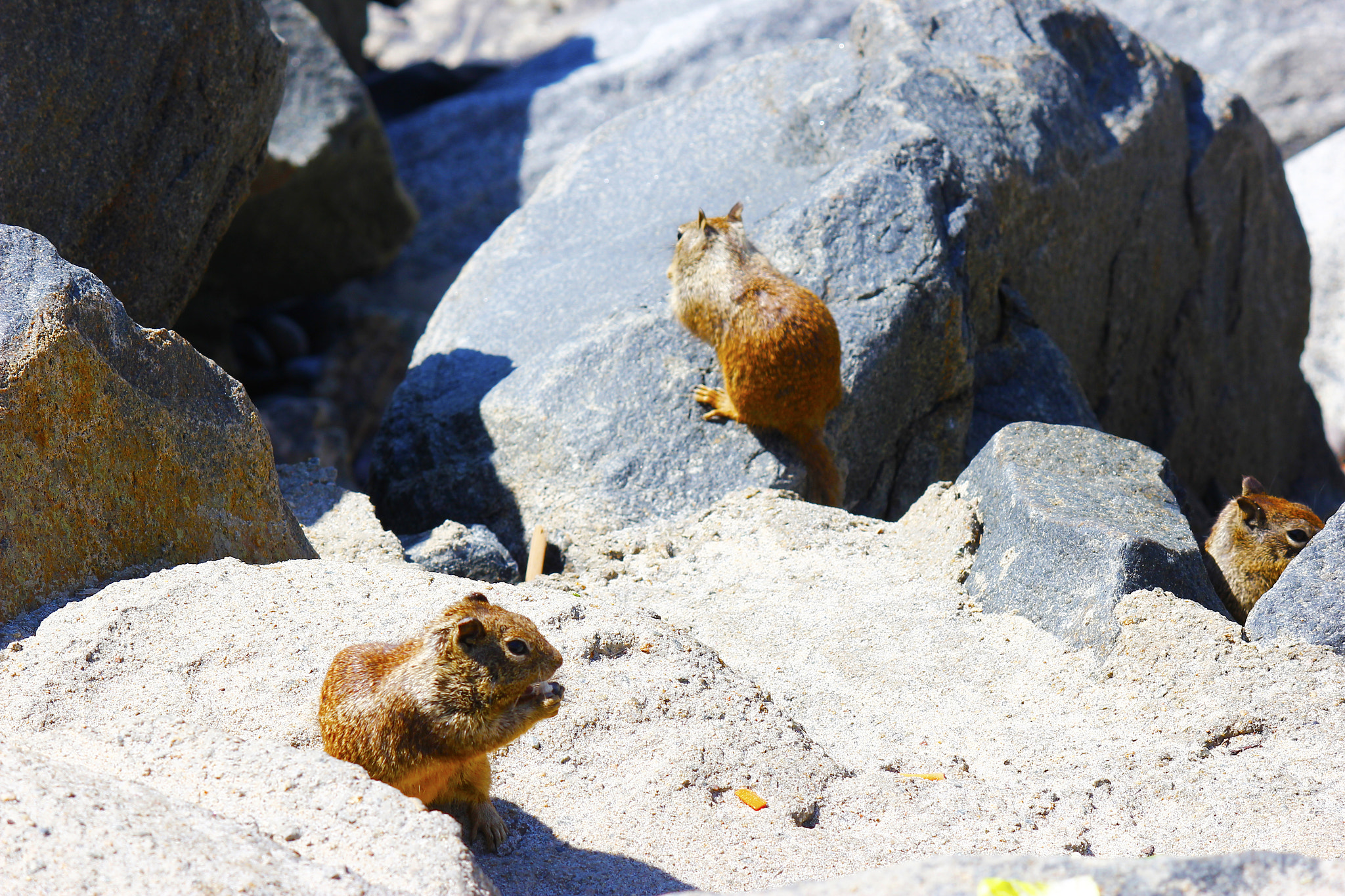 Canon EF-S 55-250mm F4-5.6 IS sample photo. Squirrels at the beach on rocks eating photography