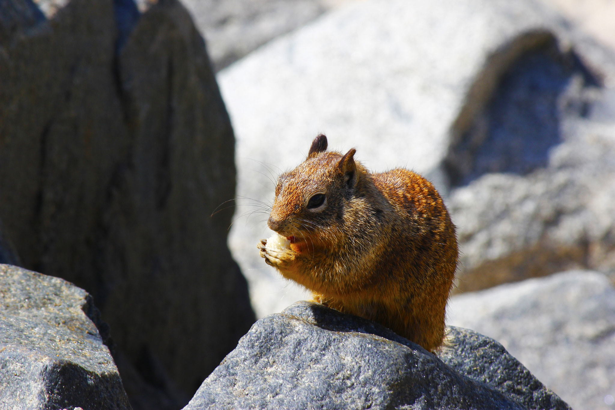 Canon EF-S 55-250mm F4-5.6 IS sample photo. Squirrel at the beach on a rock eating photography