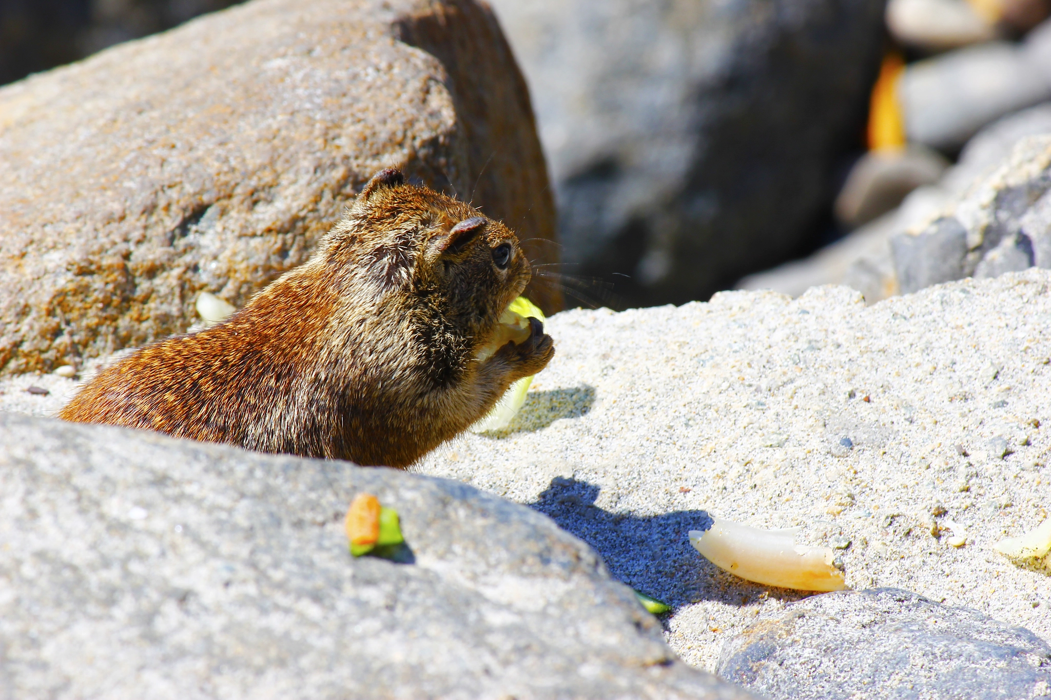 Canon EF-S 55-250mm F4-5.6 IS sample photo. Squirrel at the beach on a rock eating photography