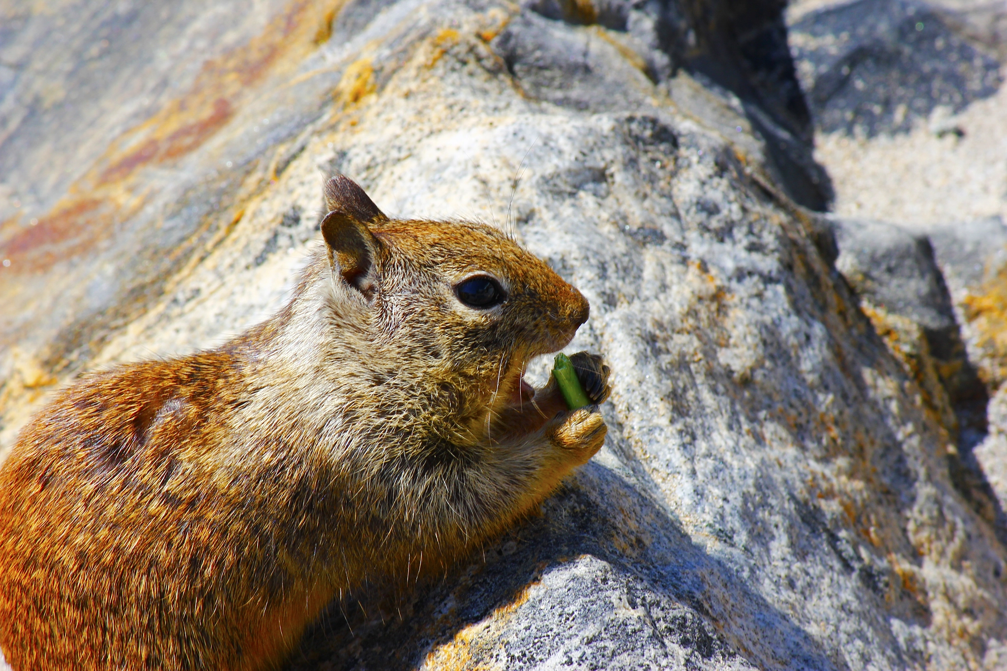 Canon EOS 550D (EOS Rebel T2i / EOS Kiss X4) sample photo. Squirrel at the beach on a rock eating photography