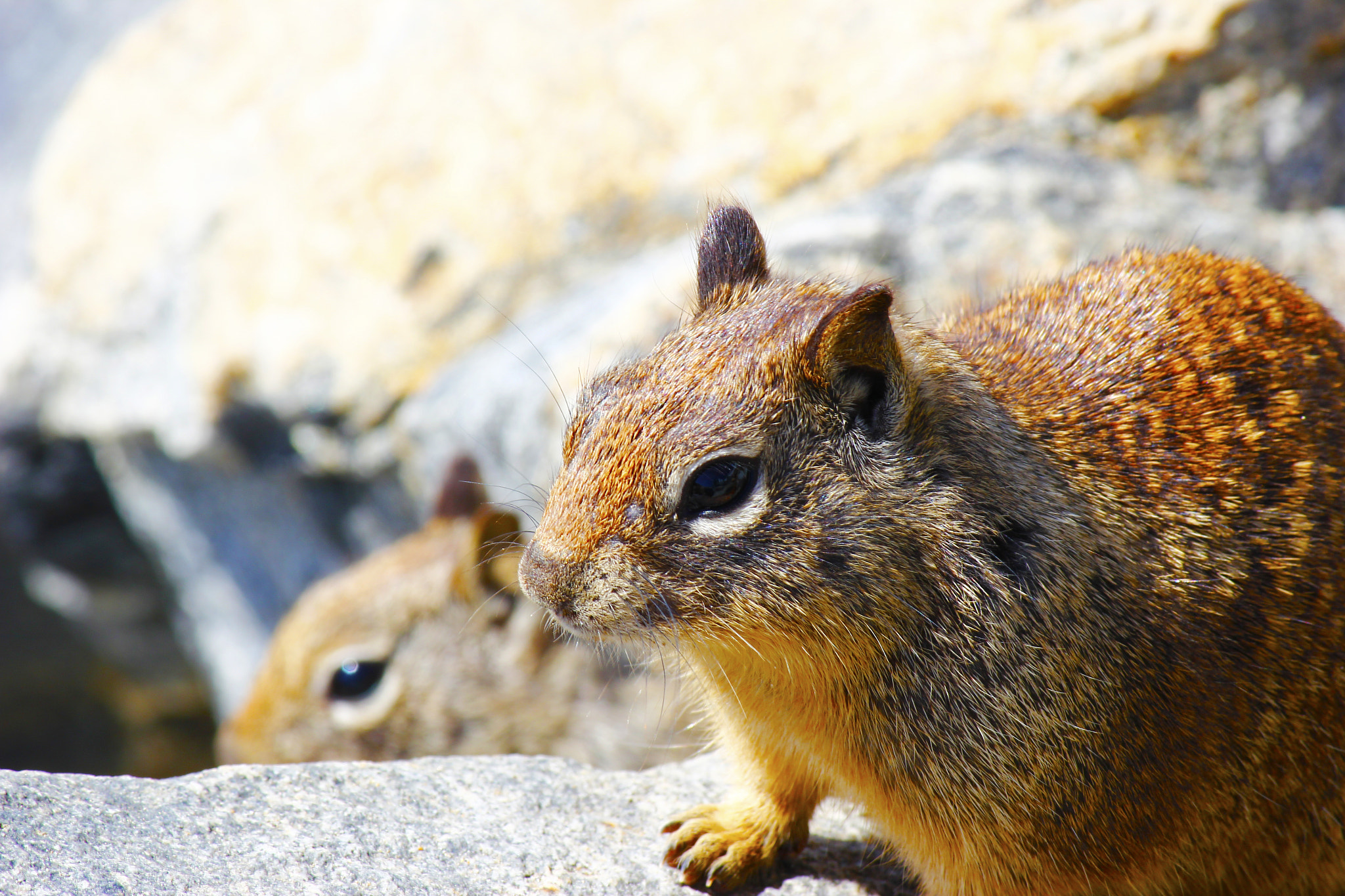 Canon EF-S 55-250mm F4-5.6 IS sample photo. Squirrels at the beach on rocks photography