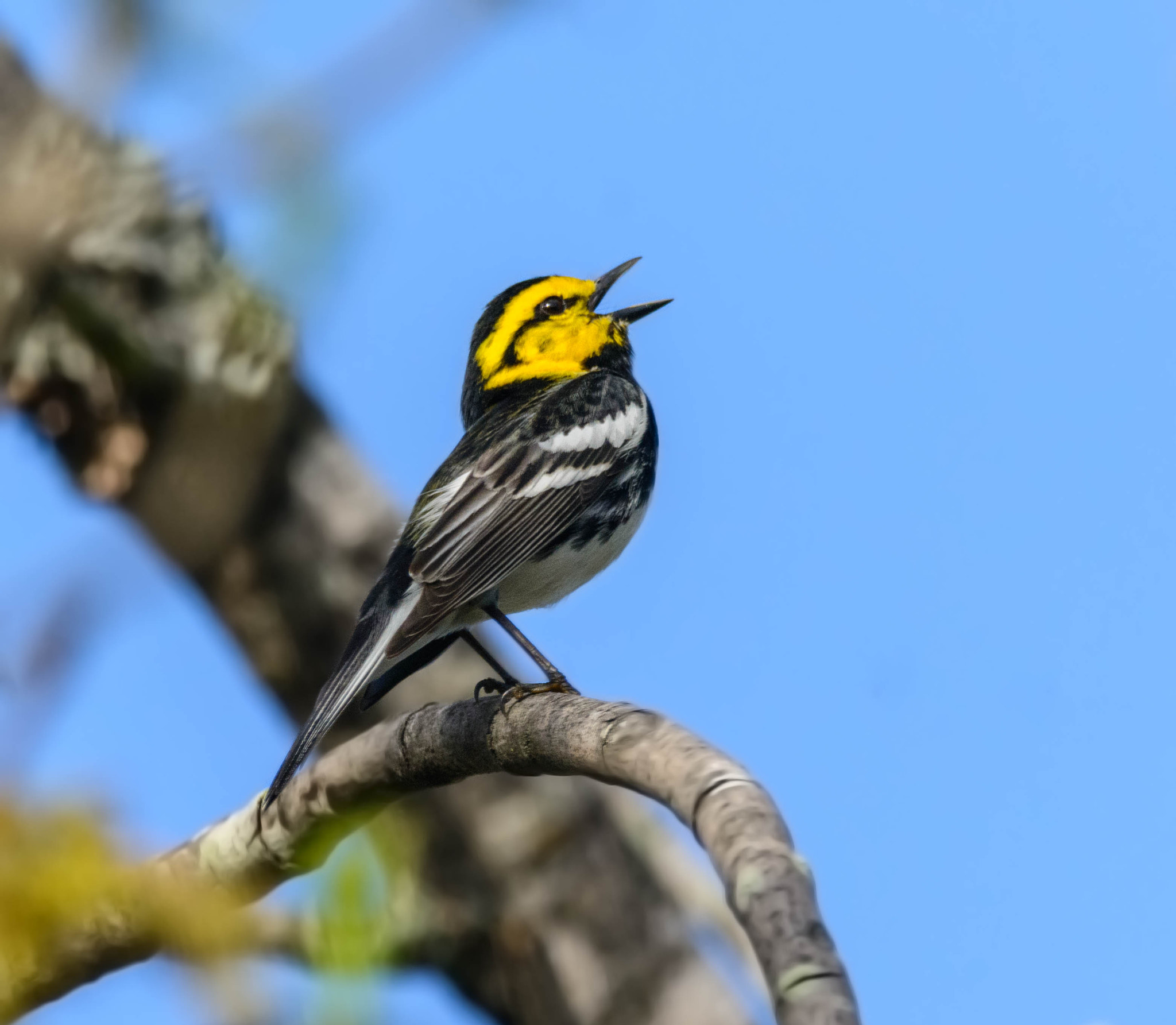 Nikon D7100 + Sigma 150-600mm F5-6.3 DG OS HSM | C sample photo. Golden-cheeked warbler photography