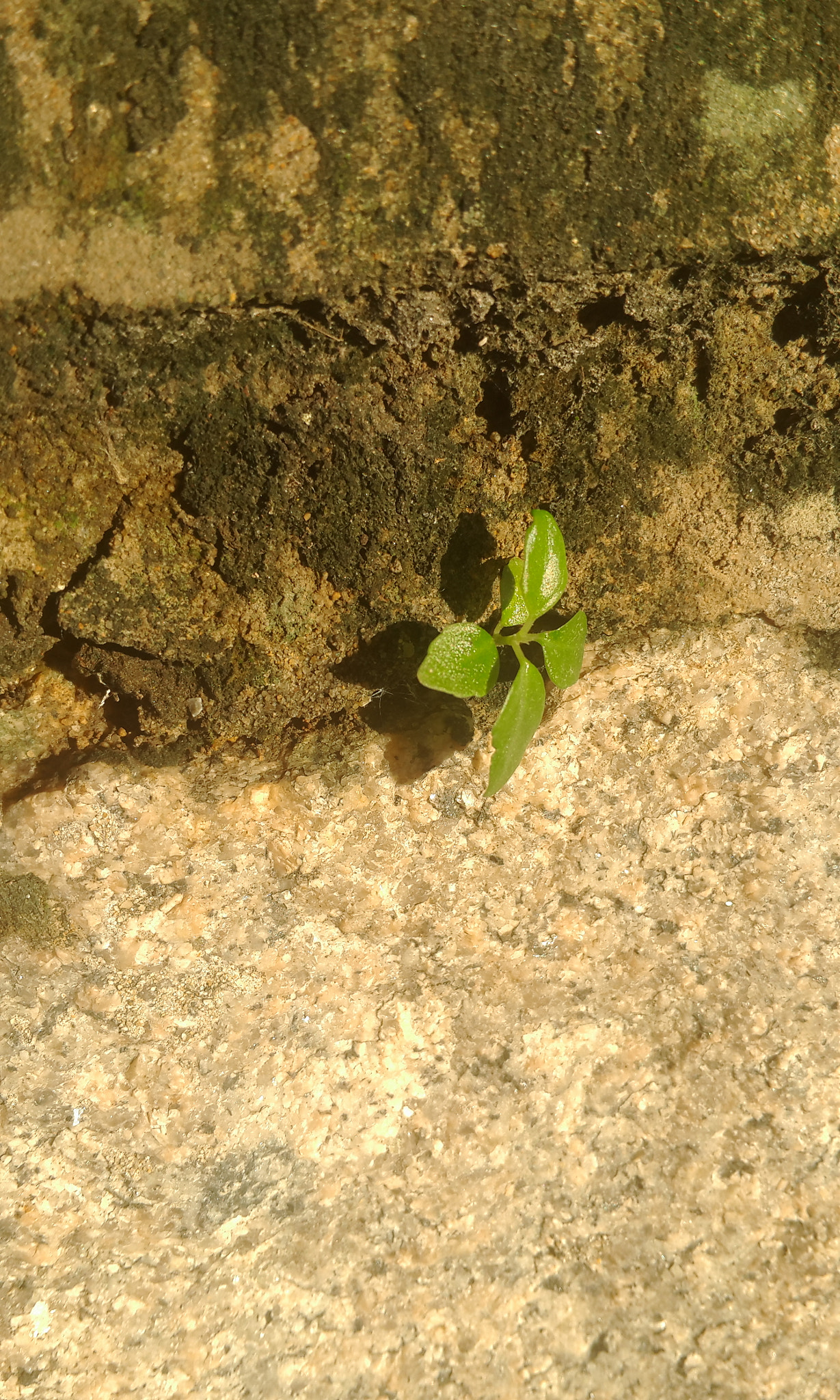 Meizu MX4 Pro sample photo. Grass is seeing her shadow photography