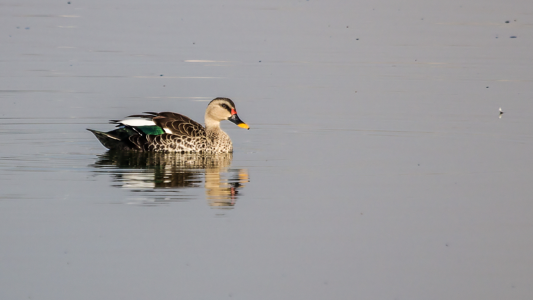 Canon EF 100-400mm F4.5-5.6L IS USM sample photo. Beauty is an illusion... zeal derives nirvana.. photography