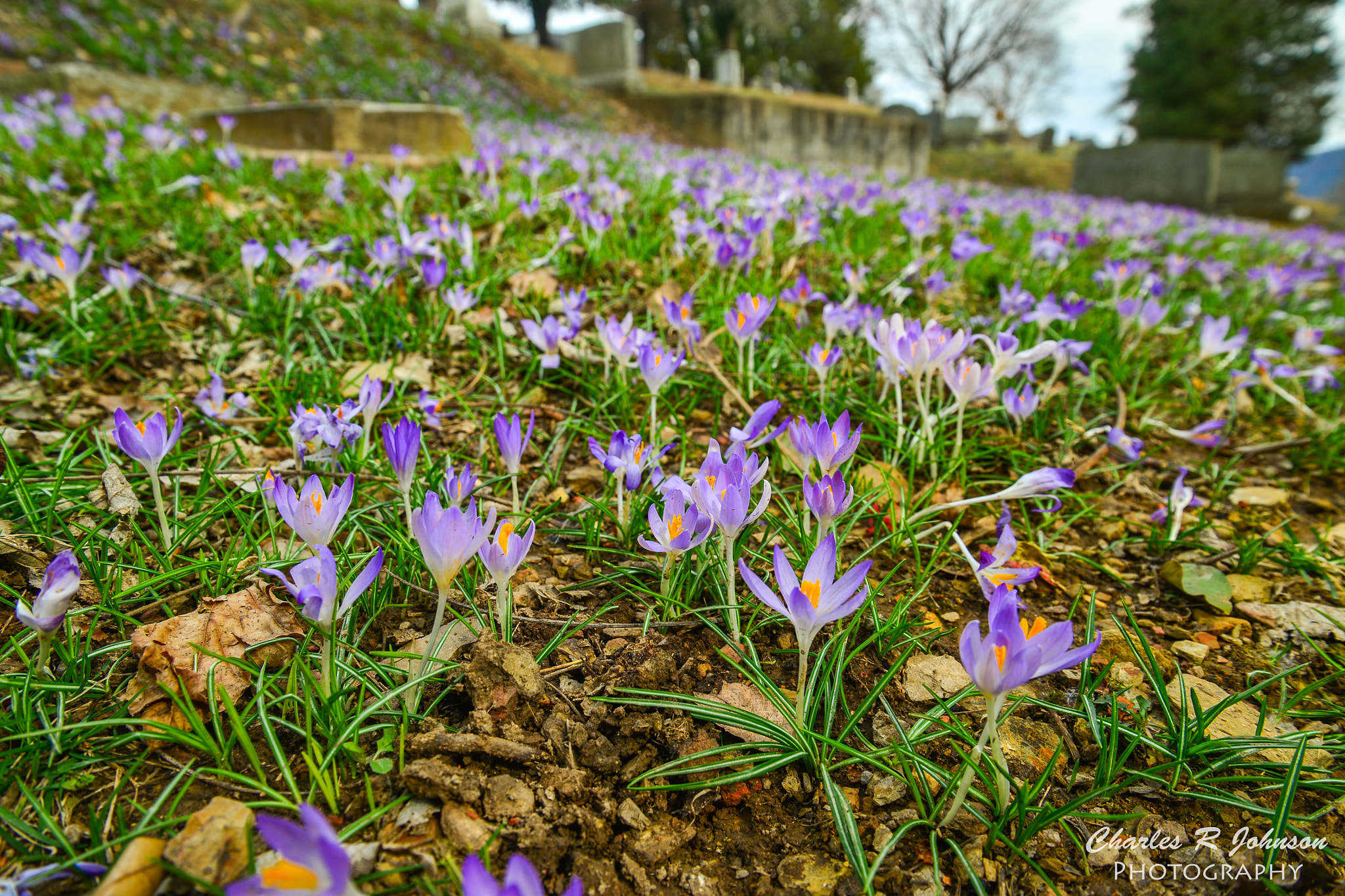 Nikon D600 sample photo. Early spring wildflowers in harpers ferry photography