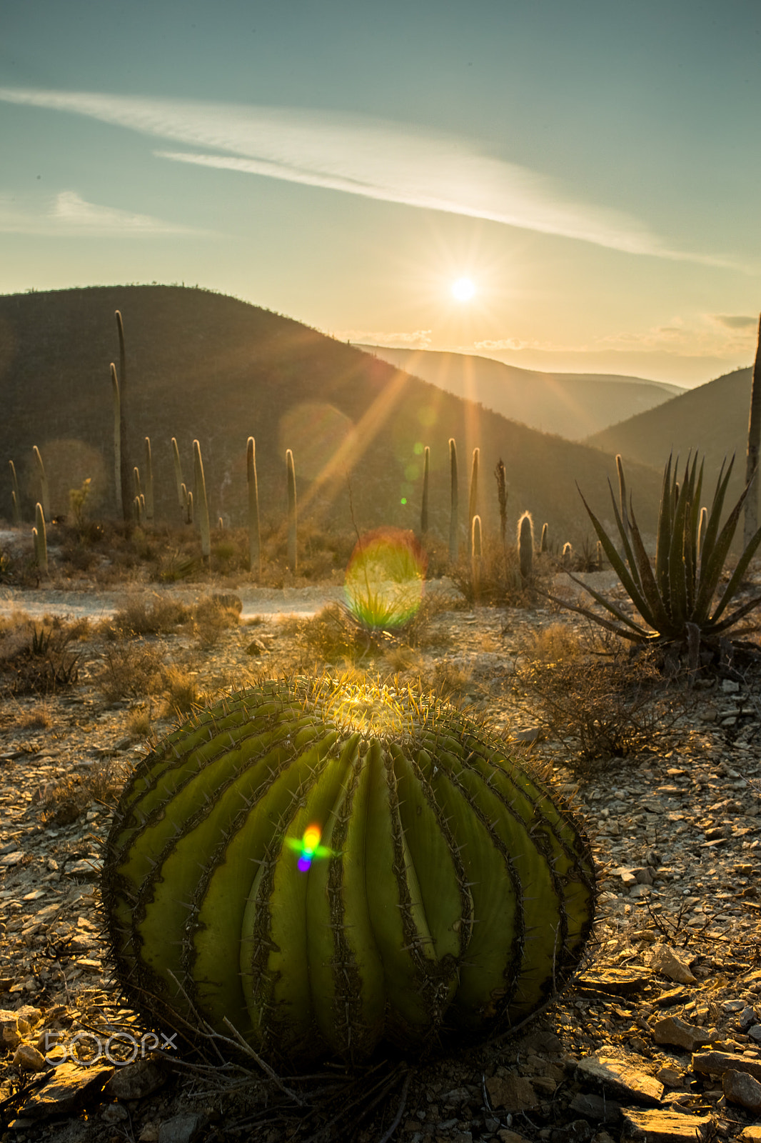 Canon EOS-1D X + Sigma 35mm F1.4 DG HSM Art sample photo. Sunrise with great cactus photography