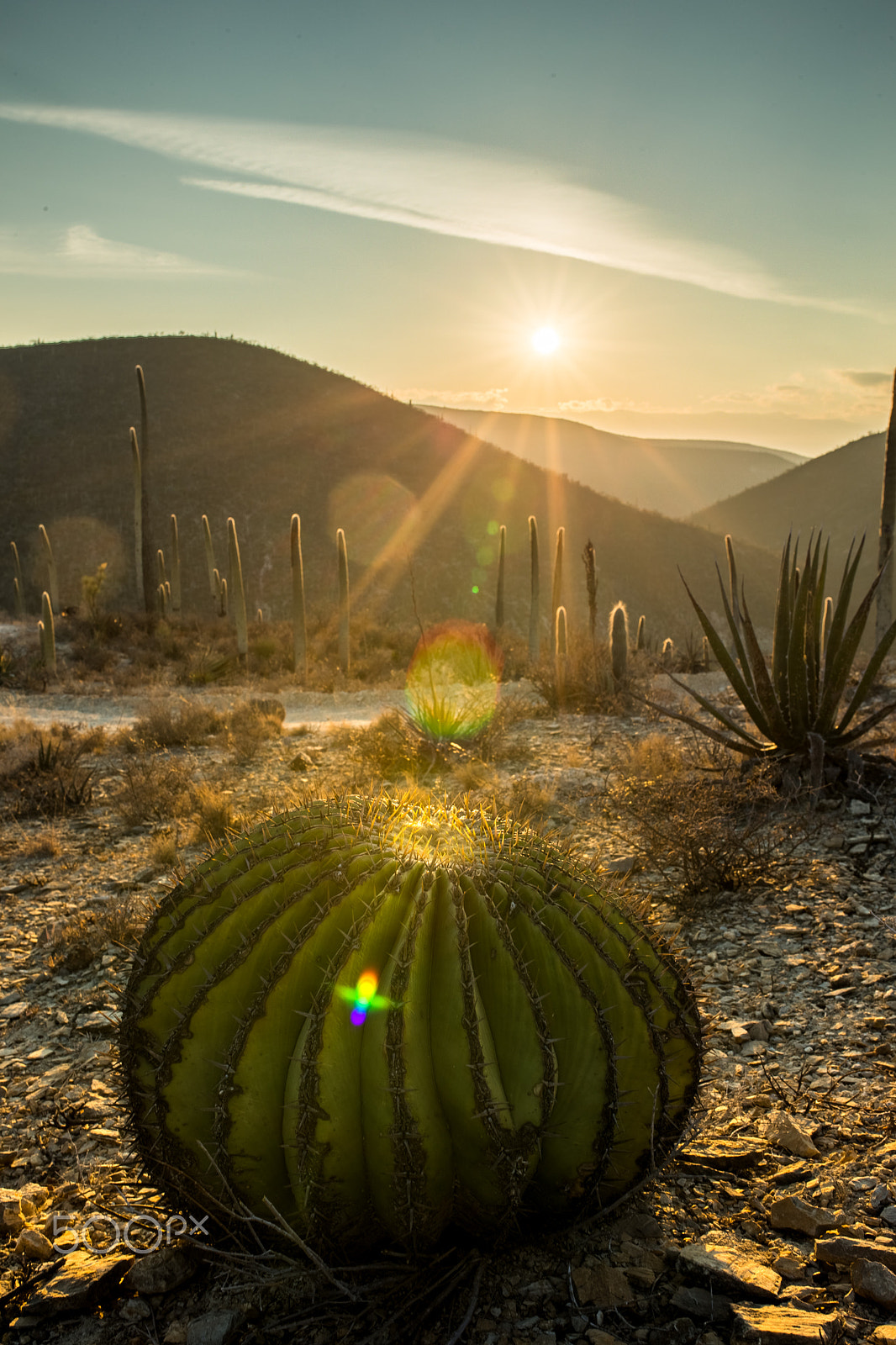 Sigma 35mm F1.4 DG HSM Art sample photo. Sunrise with great cactus photography