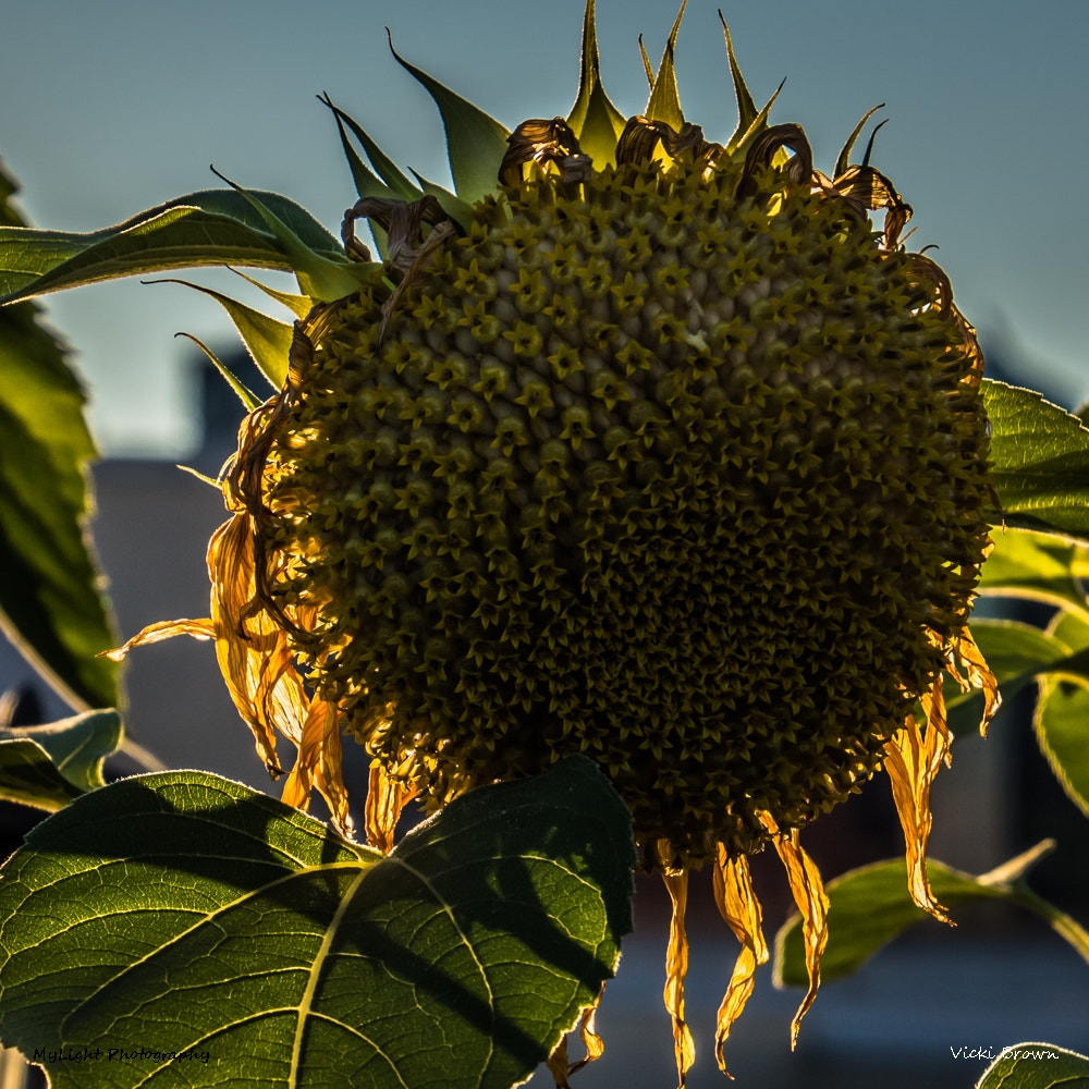 Nikon D7200 sample photo. Sunflower photography