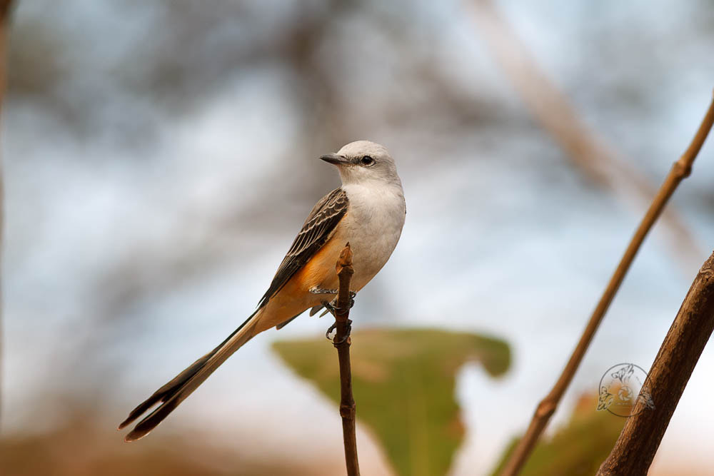 Canon EOS 7D + Canon EF 400mm F5.6L USM sample photo. Scissor-tailed flycatcher photography