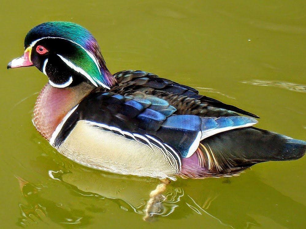 Sony DSC-H7 sample photo. Wood duck photography