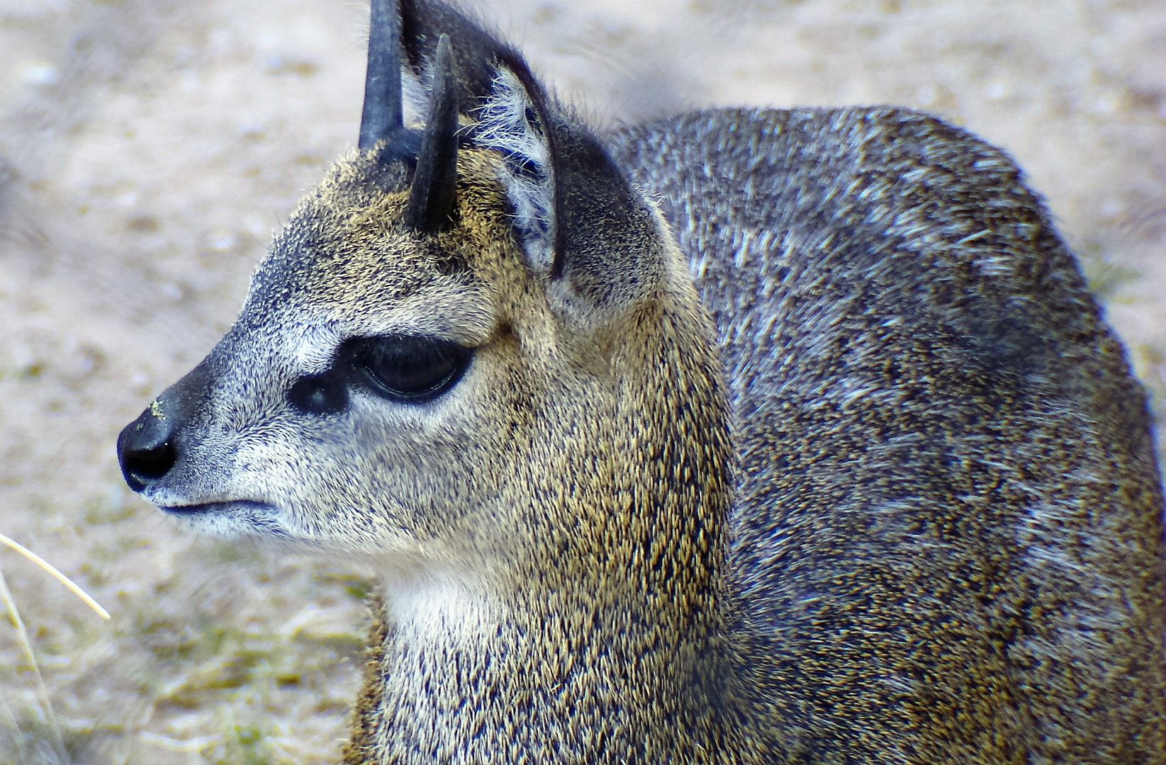 Sony DSC-H7 sample photo. Klipspringer baby photography