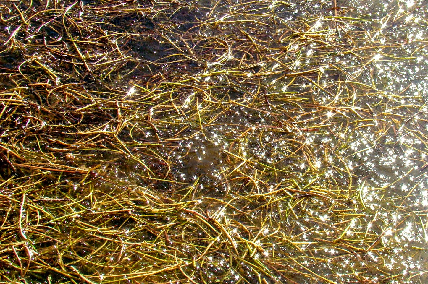 Sony DSC-H7 sample photo. Glittering water and weeds photography